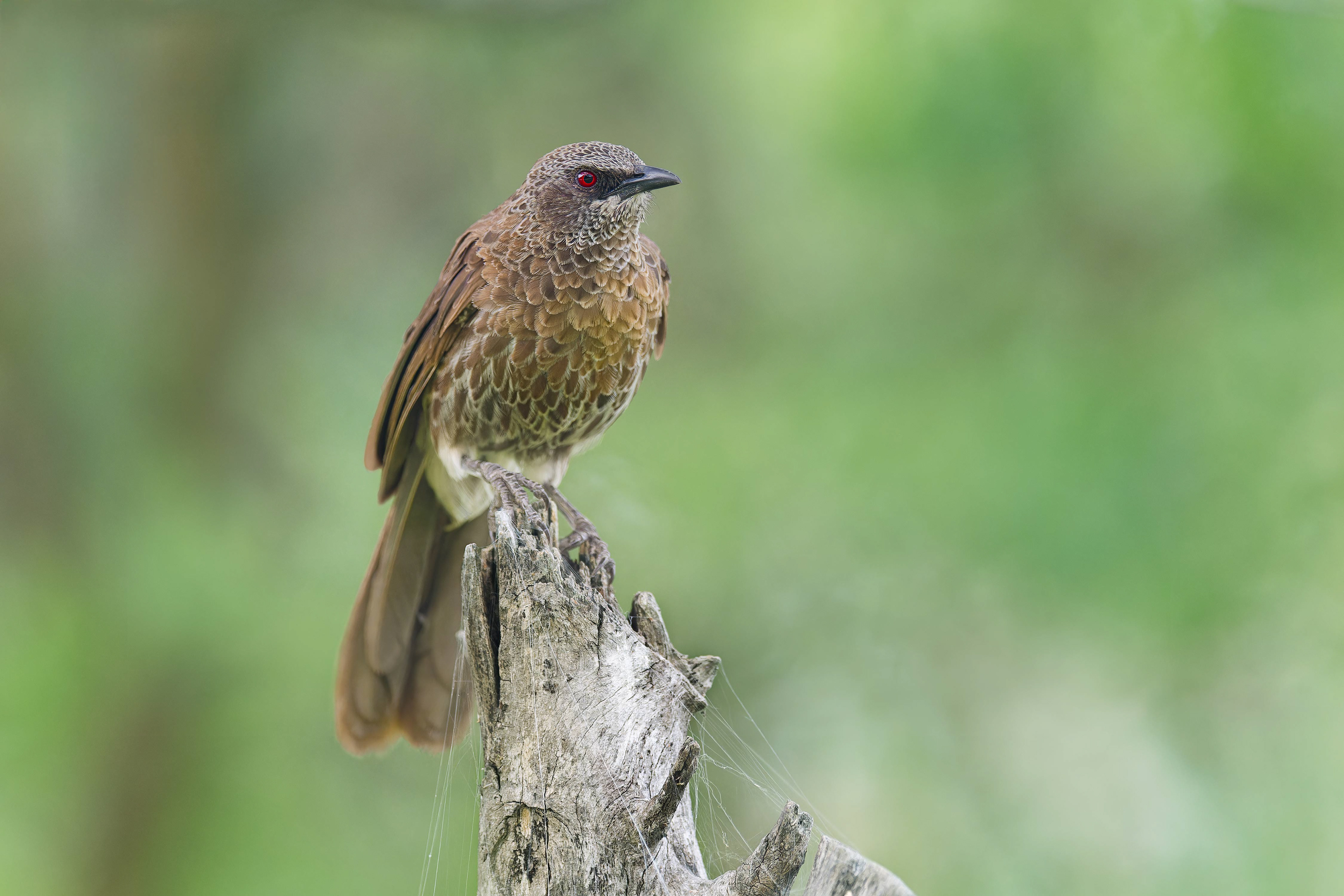 Hartlaub's Babbler (Bwabwata, Namibia)