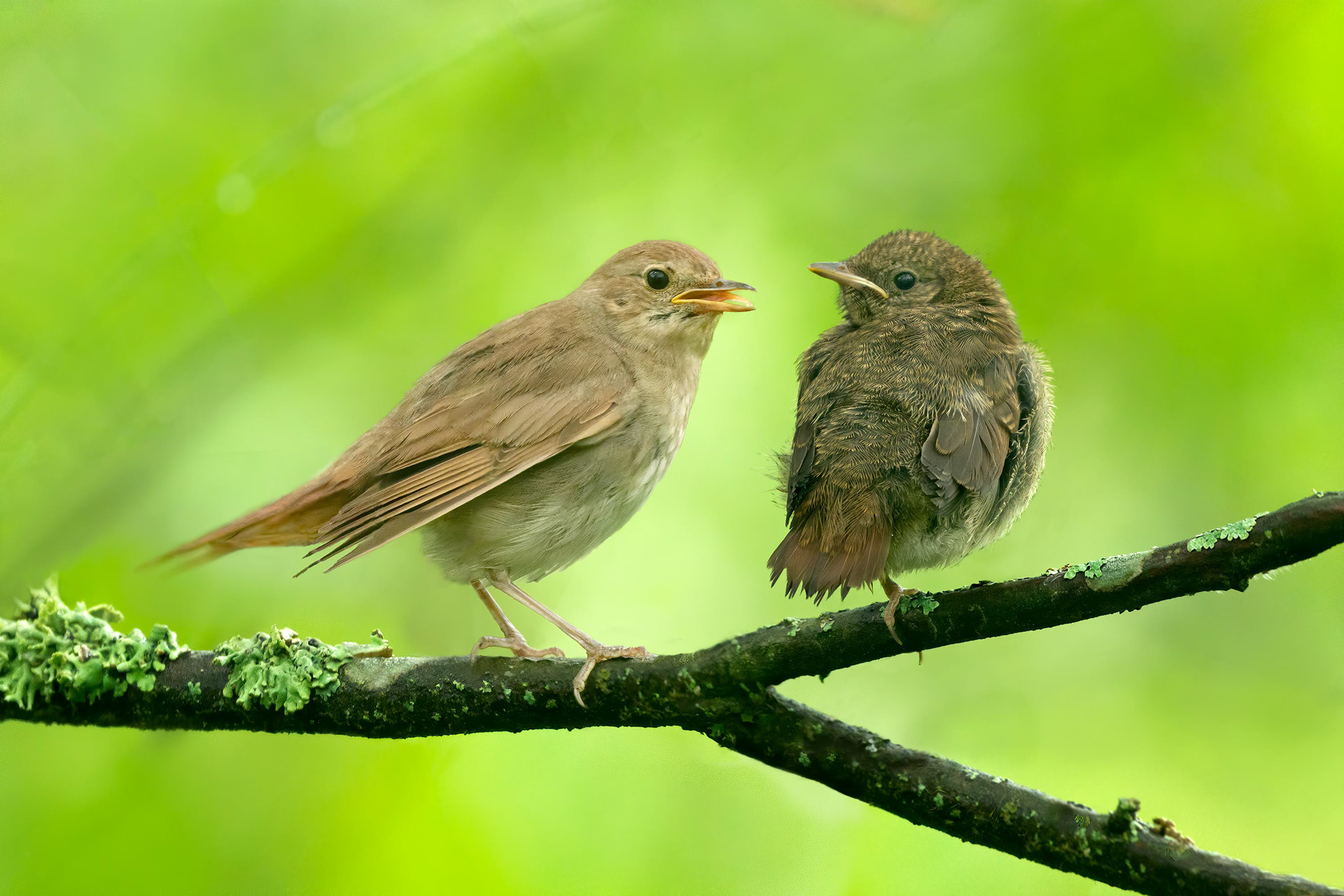 bird, common nightingale, Ruissalo, Finland