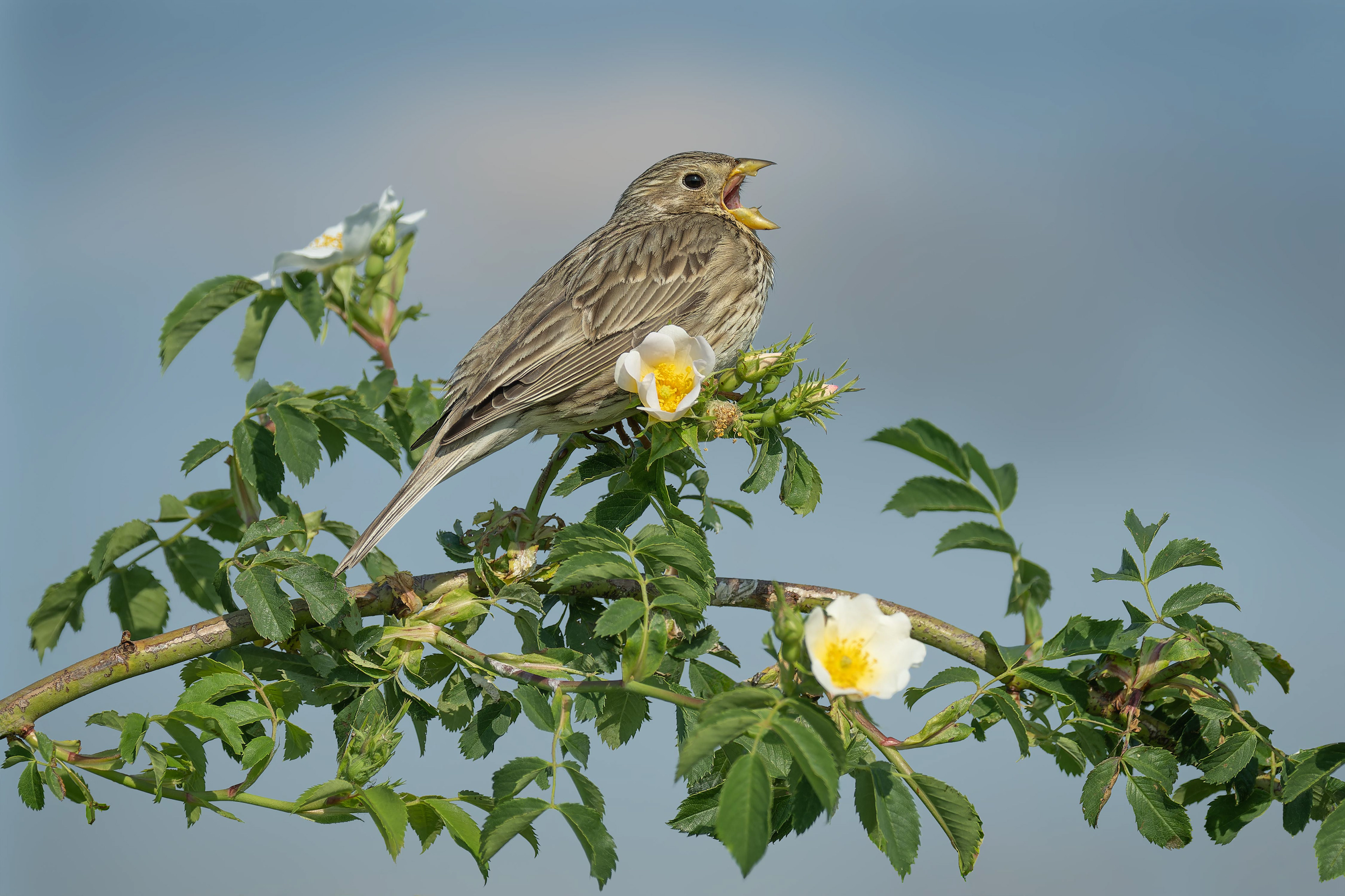 Corn Bunting (Kisujszallas, Hungary)