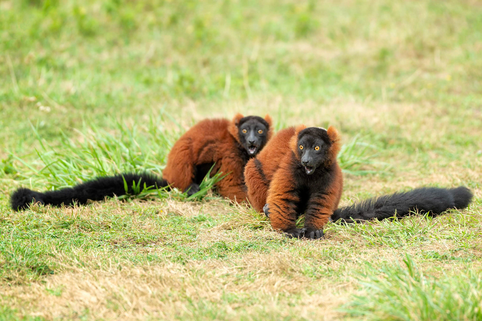 Red Ruffed Lemur (Clos-Fontaine, France)