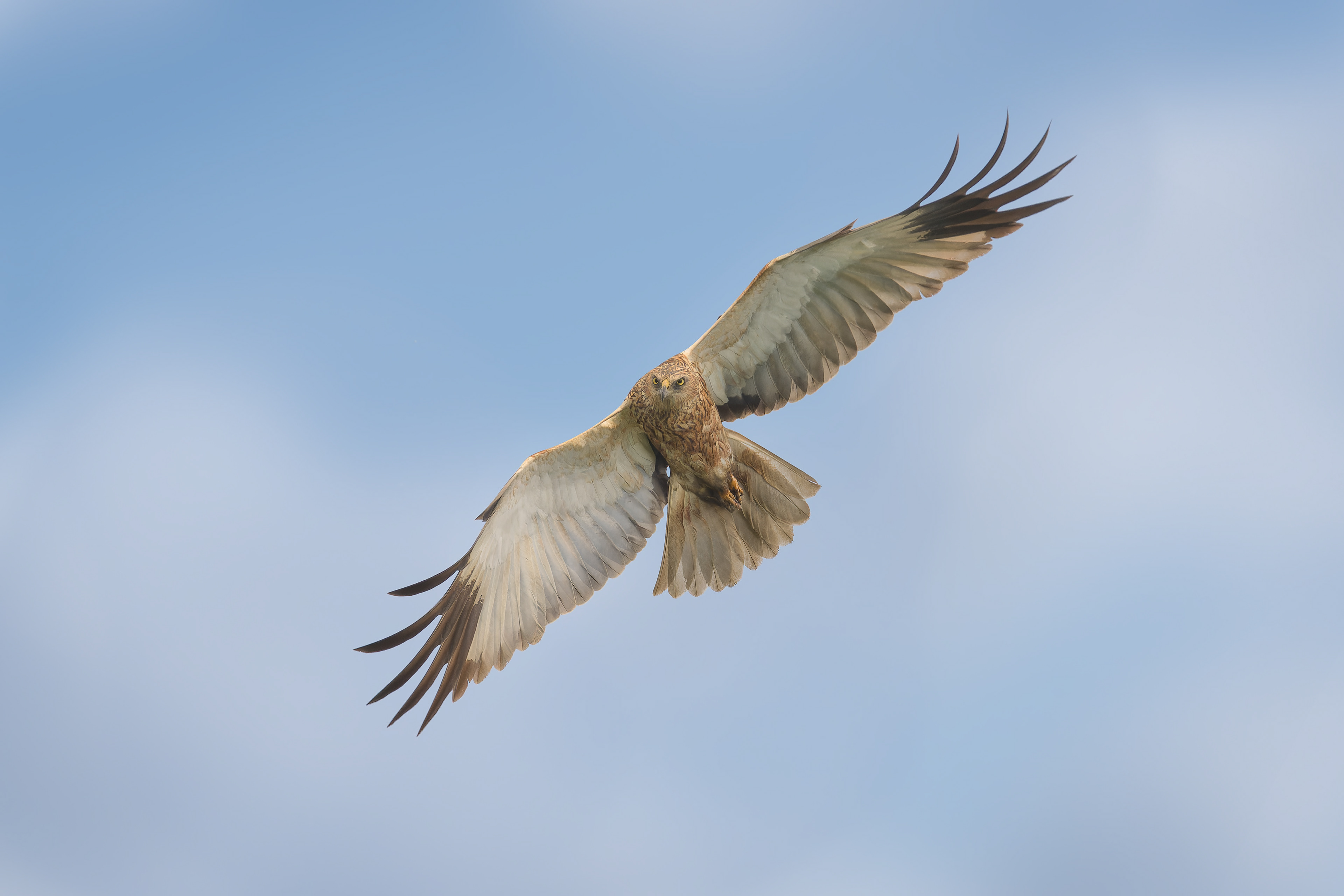 Western Marsh Harrier (Piechowice, Poland)