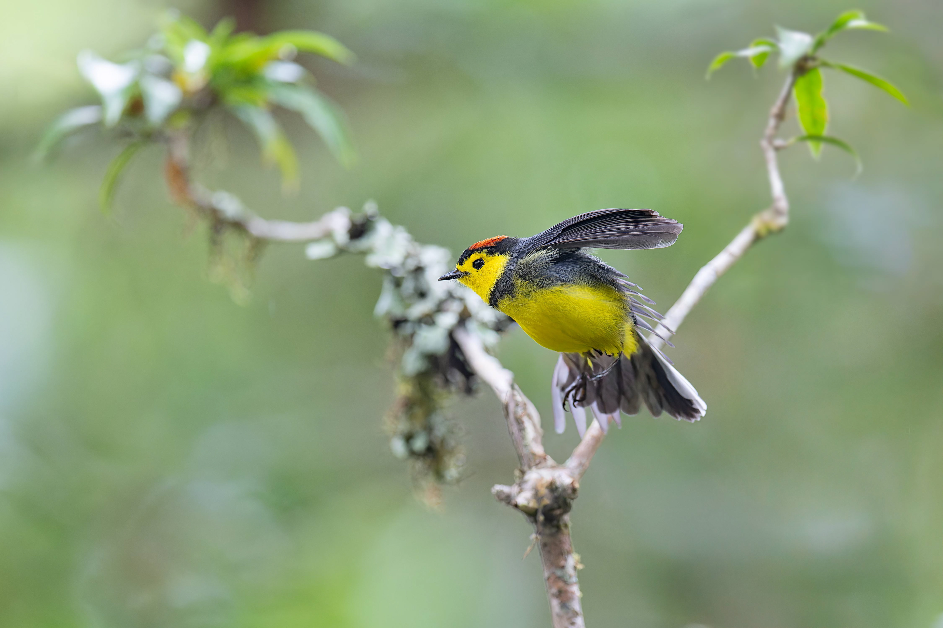 Collared Redstart (Savegre, Costa Rica)