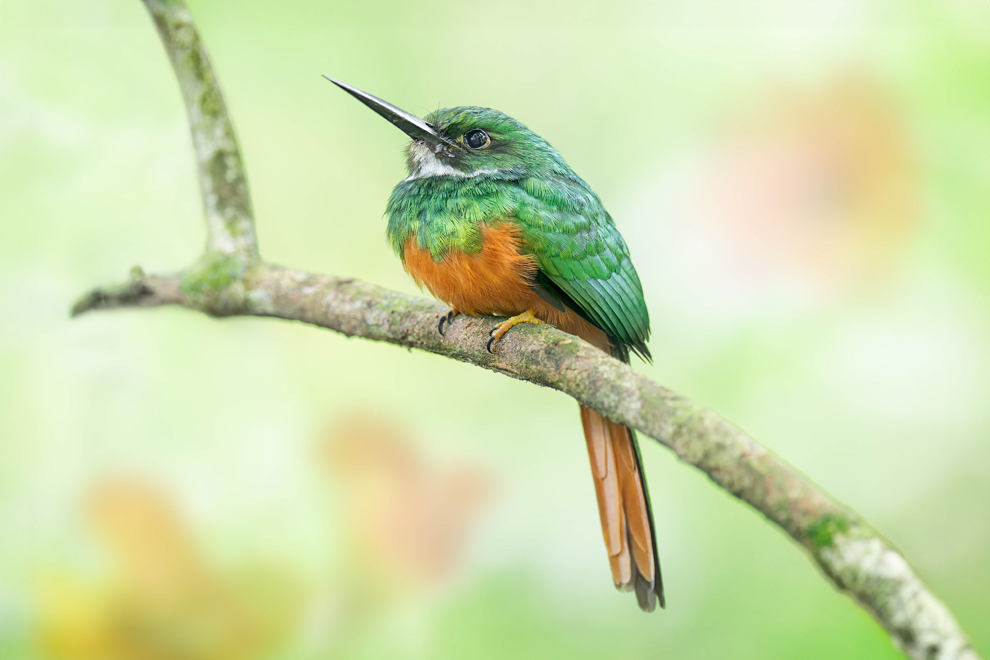 Rufous-tailed Jacamar (Sarapiqui, Costa Rica)