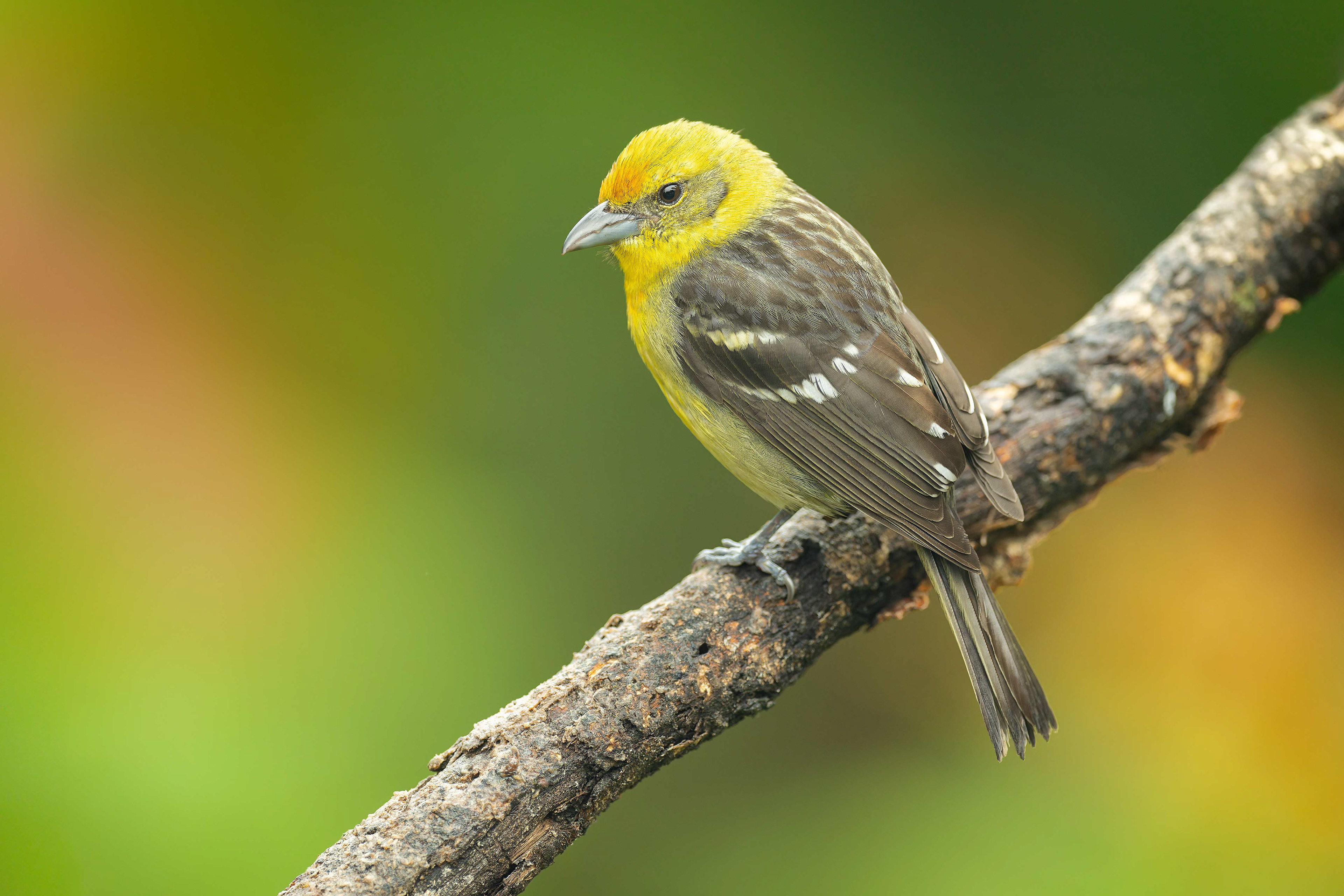 Flame-Coloured Tanager (Savegre, Costa Rica)