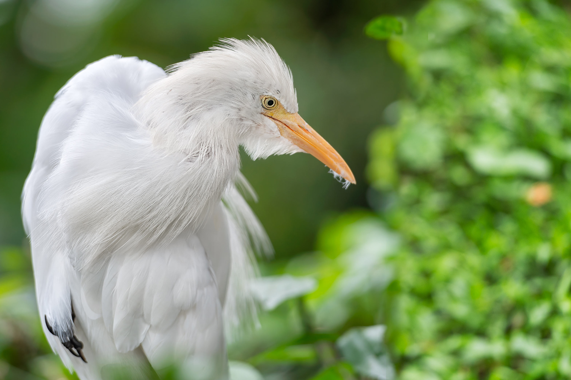 bird, cattle egret, Kuala Lumpur, Malaysia