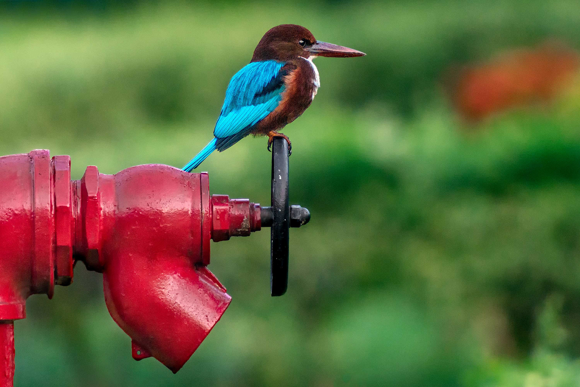 bird, white-throated kingfisher, Kandy, Sri Lanka