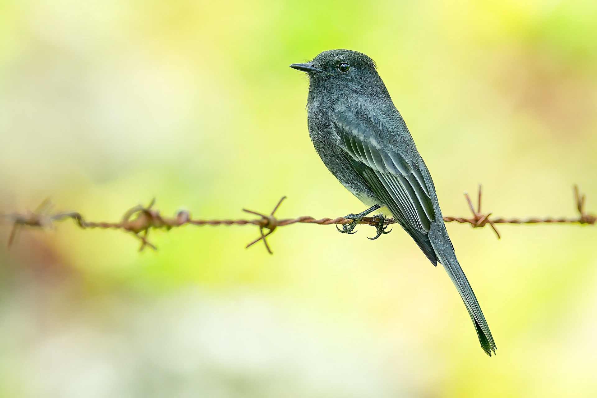 Black Phoeboe (Cachi, Costa Rica)