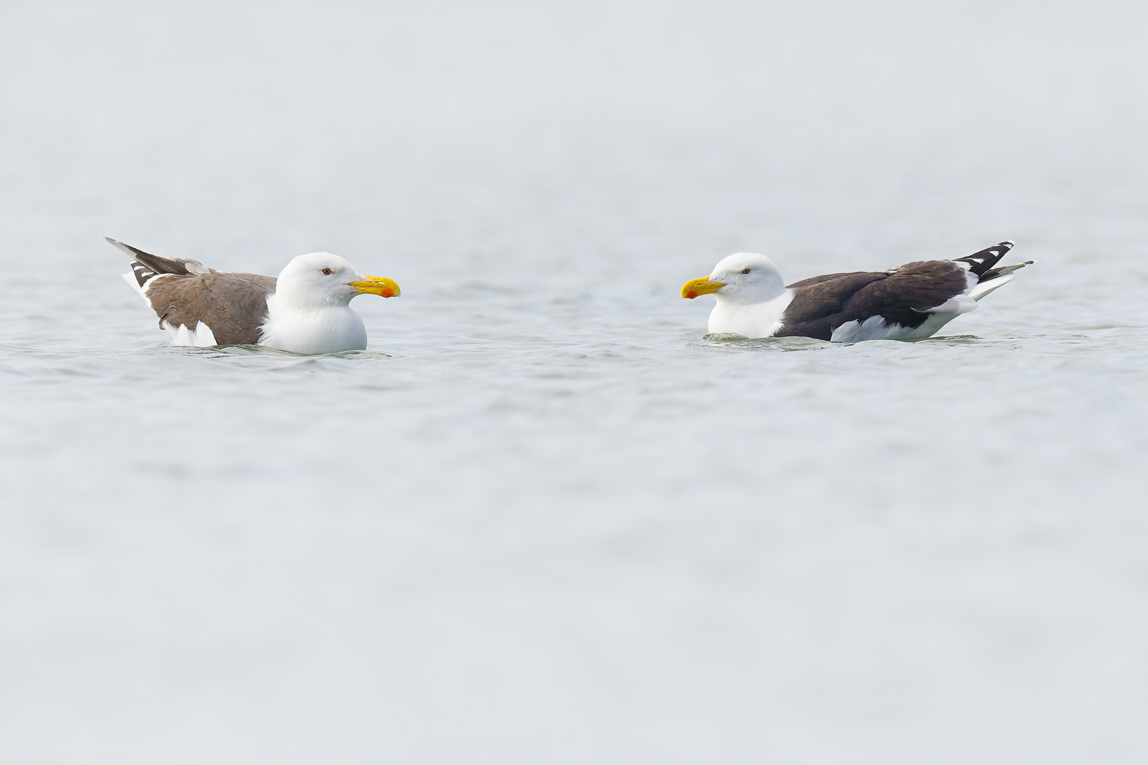 Great Black-backed Gull (Kustavi, Finland)