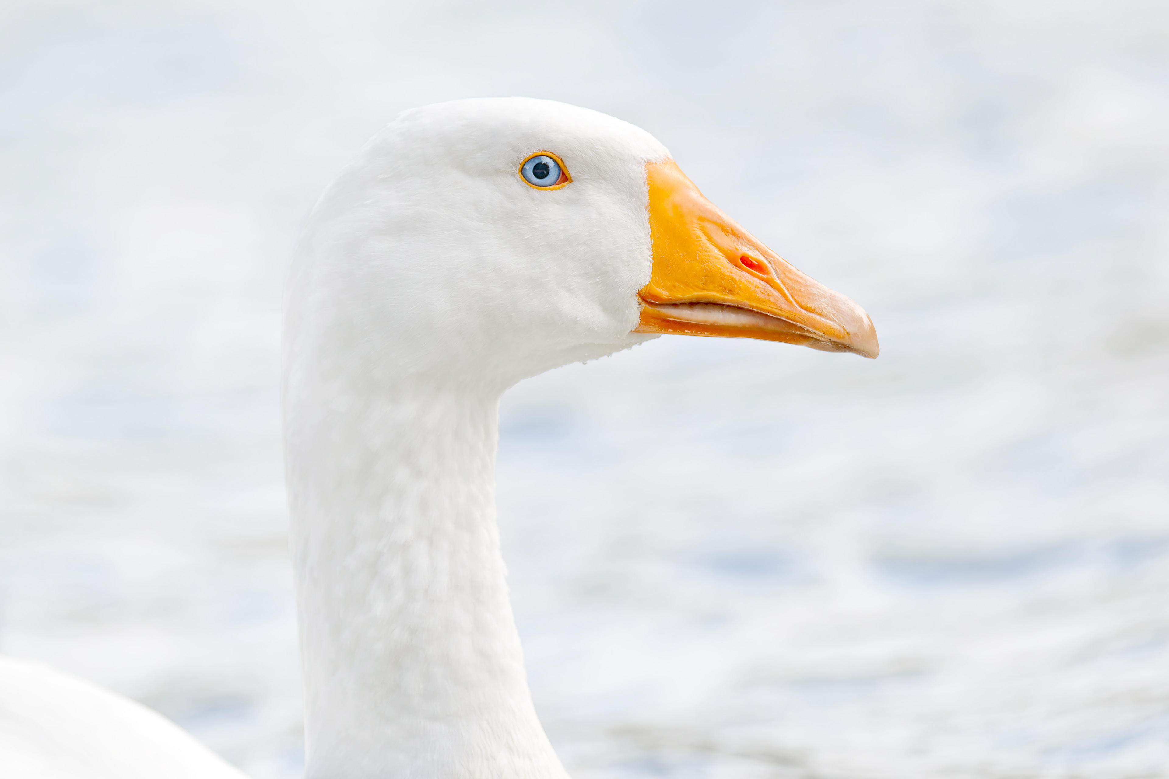 Domestic Goose (Brussels, Belgium)