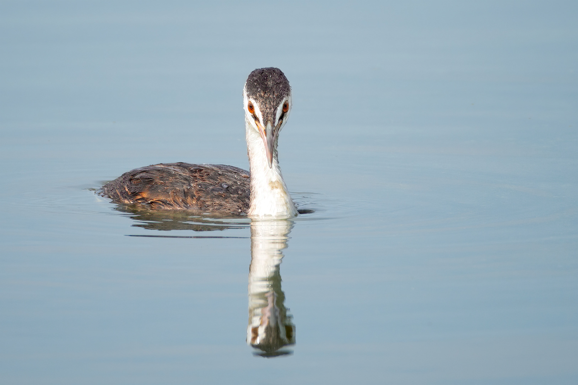 bird, great crested grebe, juvenile, Harchies, Belgium