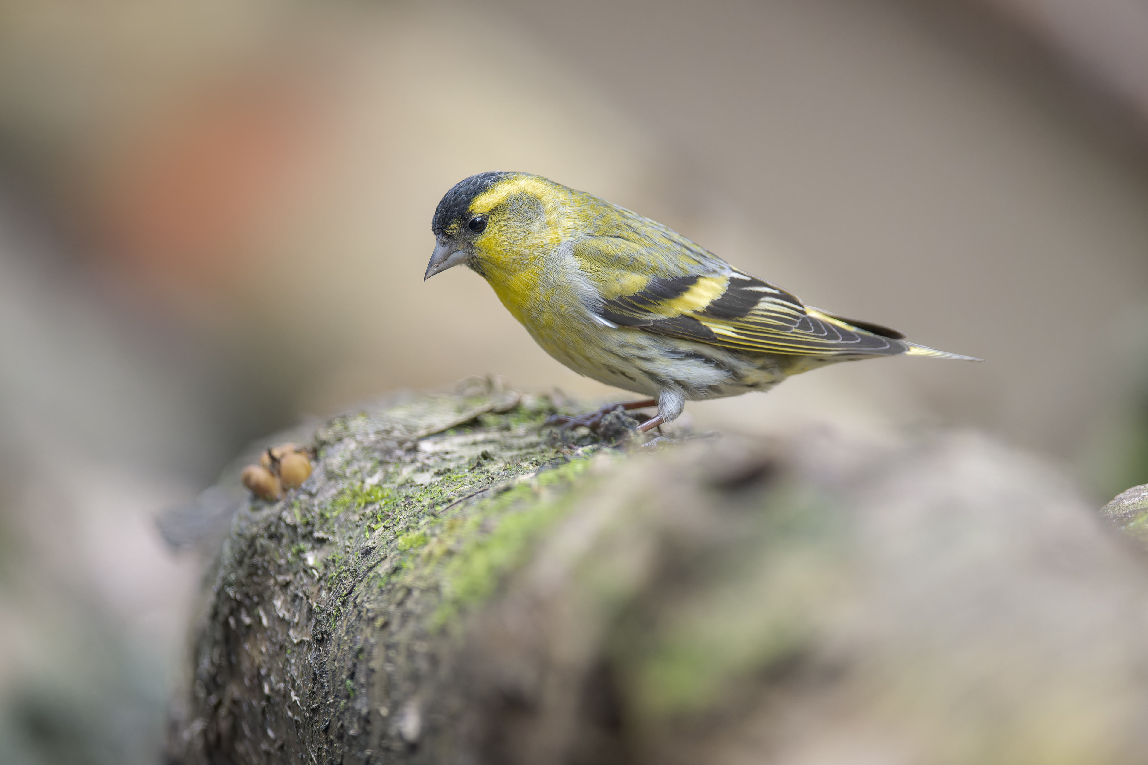 Eurasian Siskin (Kalmthout, Belgium)