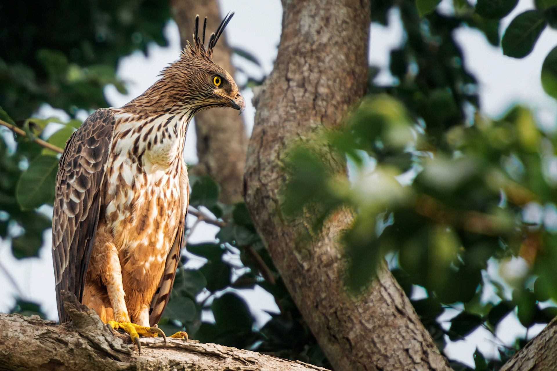 Crested Serpent Eagle (Udawalawa, Sri Lanka)