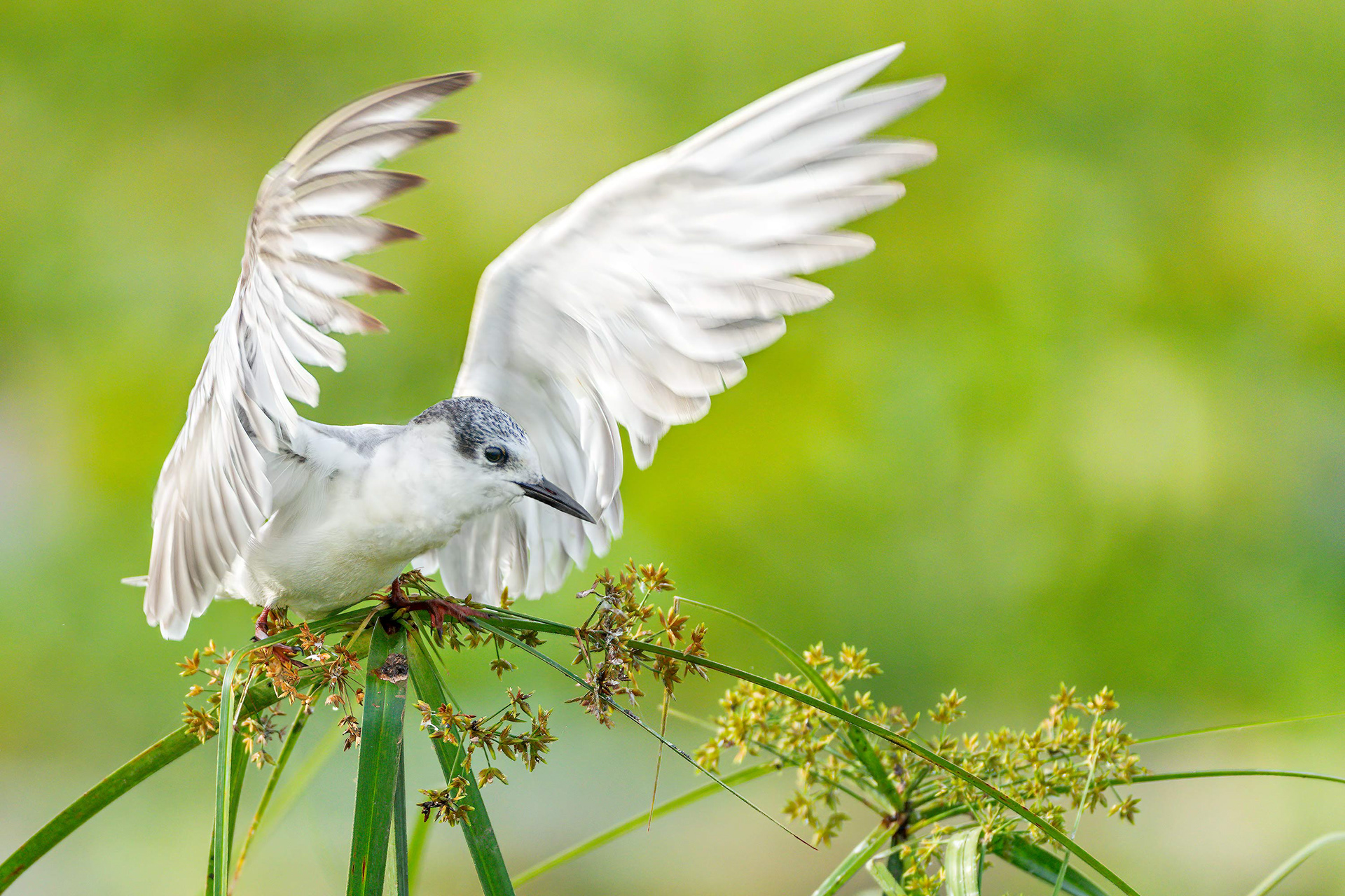 bird, whiskered tern, Habarana, Sri Lanka
