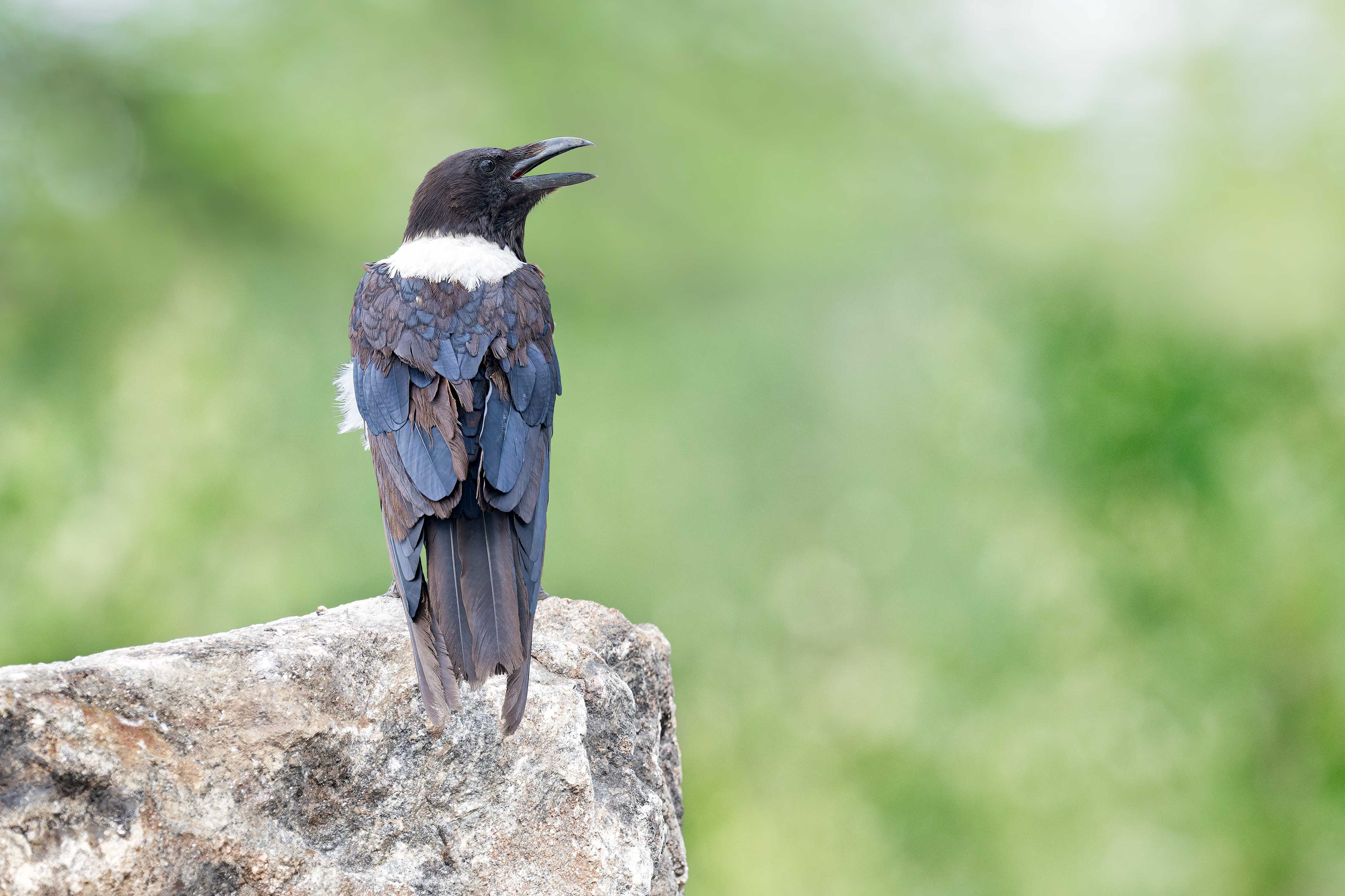 Pied Crow (Etosha, Namibia)