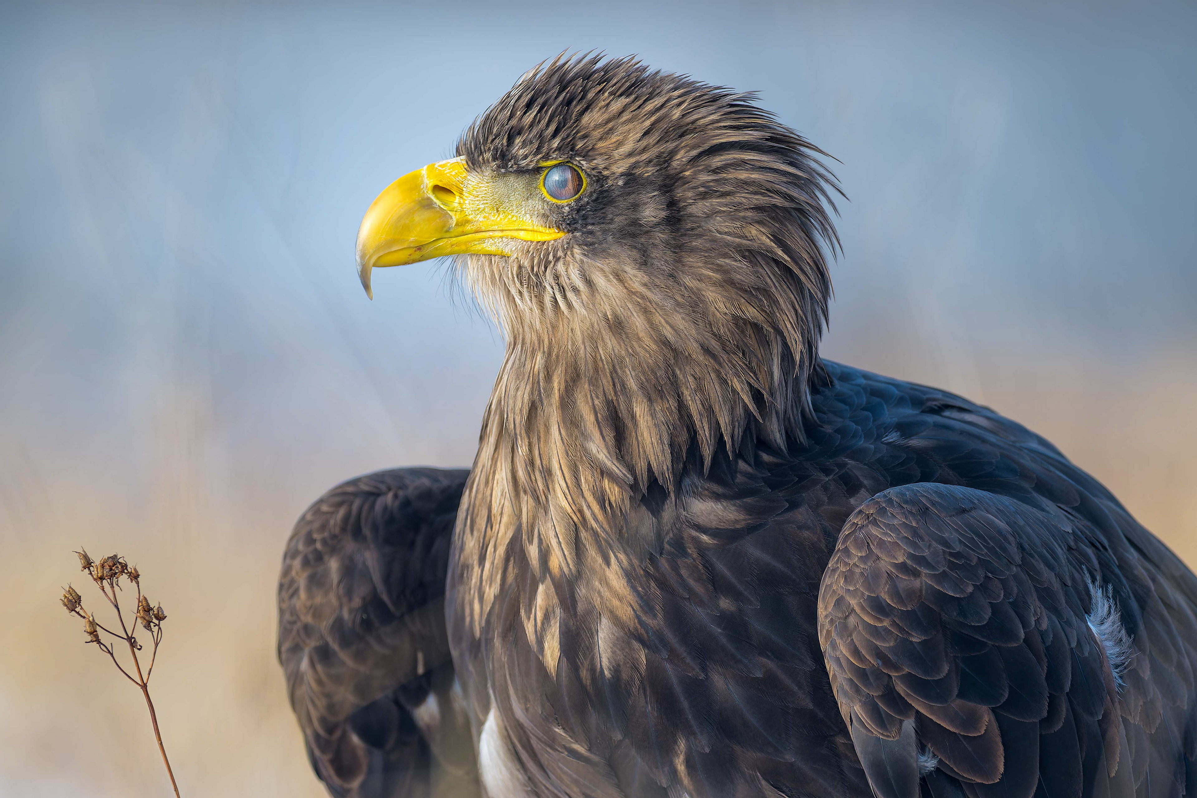 White-tailed Eagle (bird in human care, Hlinsko, Czech Republic)