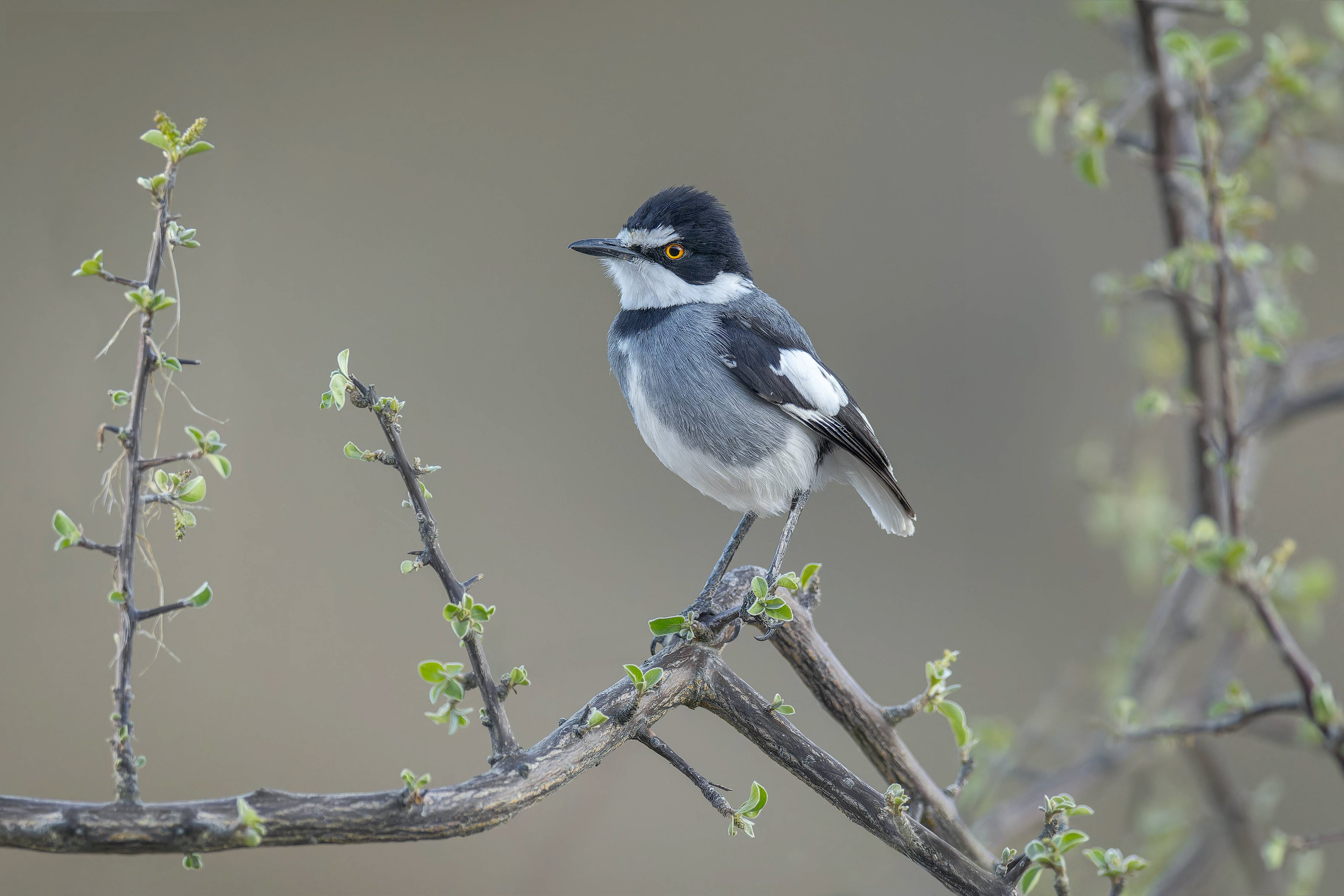 White-tailed Shrike (Windhoek, Namibia)