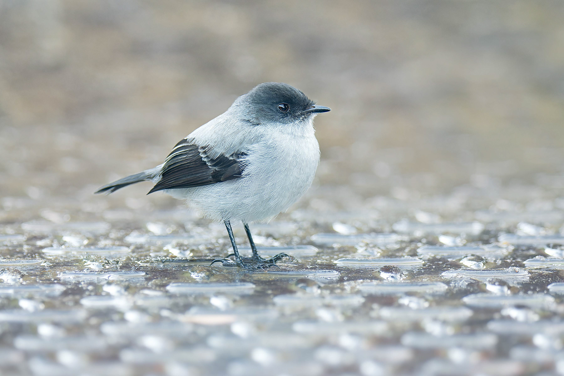 Torrent Tyrannulet (Savegre, Costa Rica)