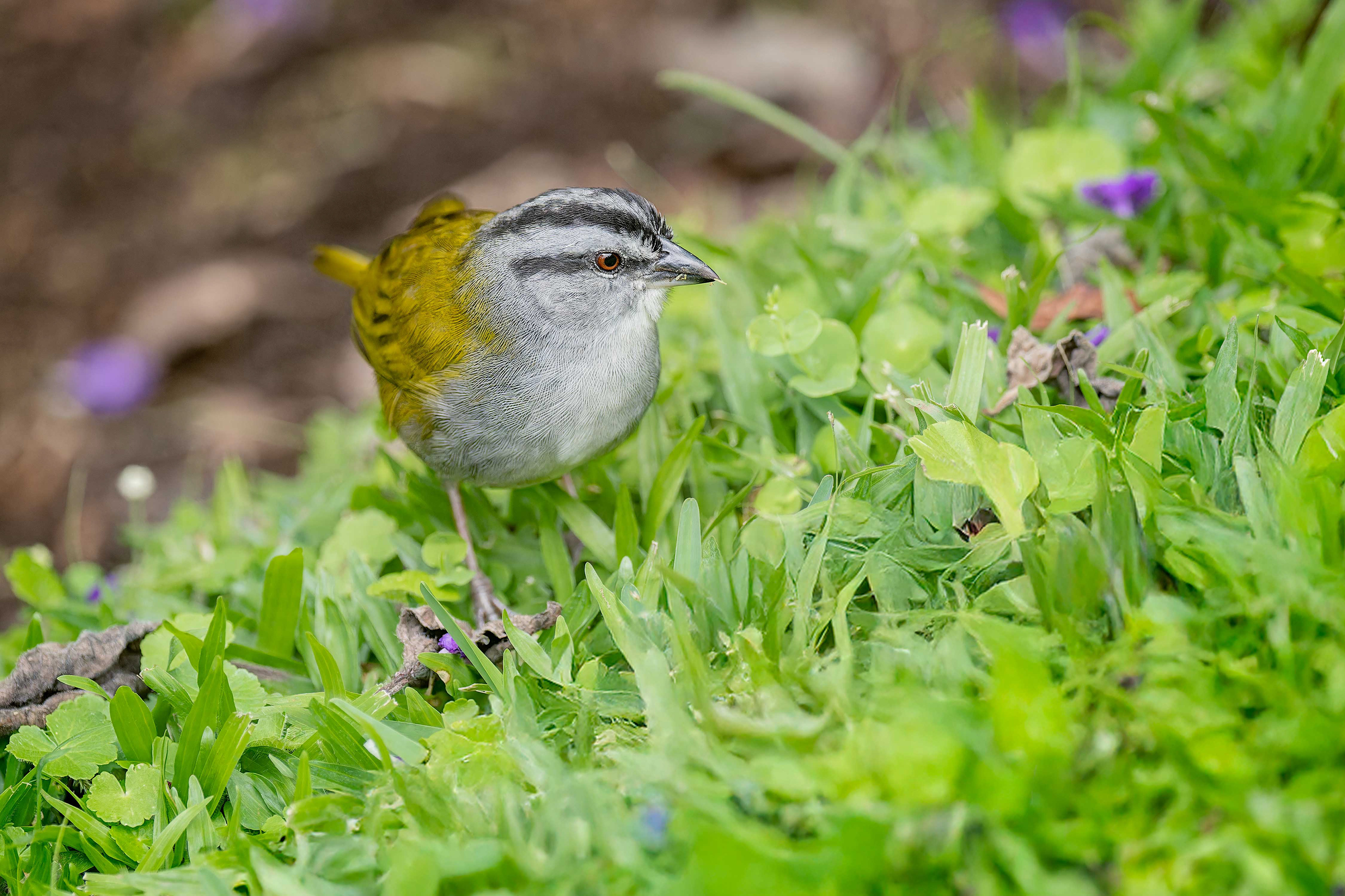 Black-striped Sparrow (Arenal, Costa Rica)