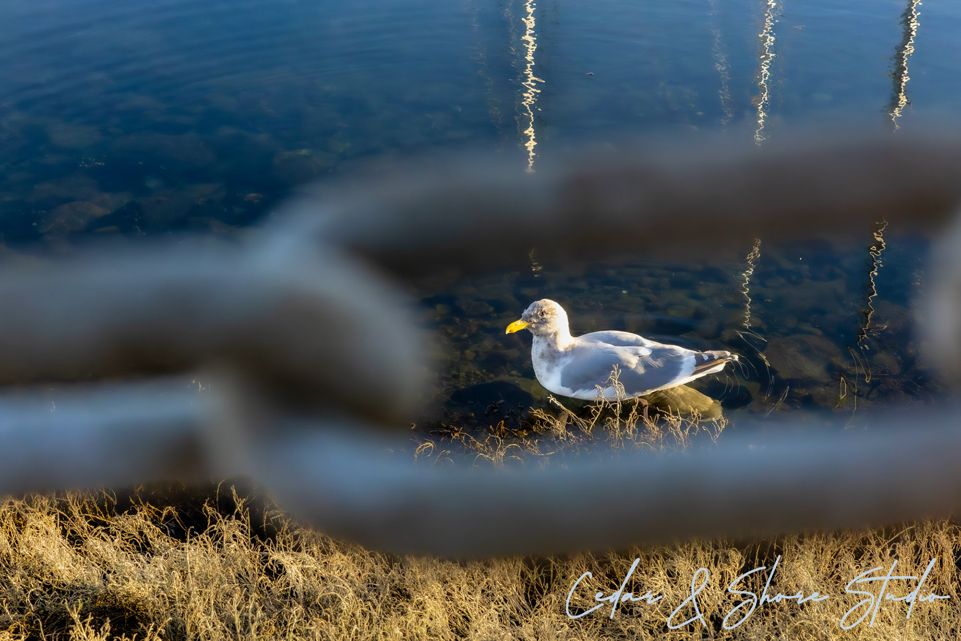 Wildlife & Nature Photography