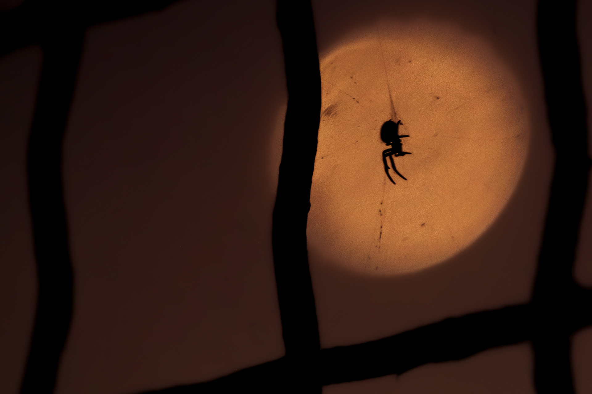 A Spider in the Moonlight