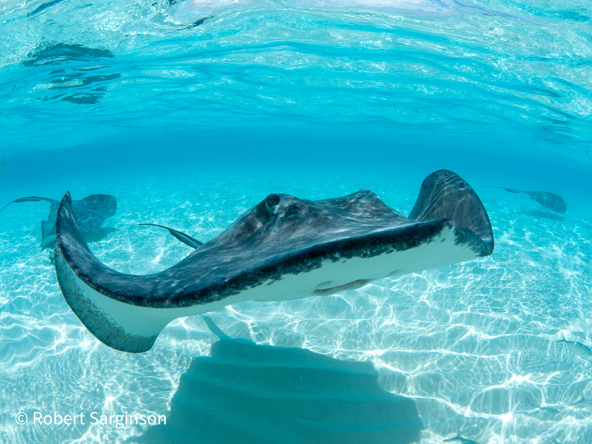 Southern Atlantic Sting Ray