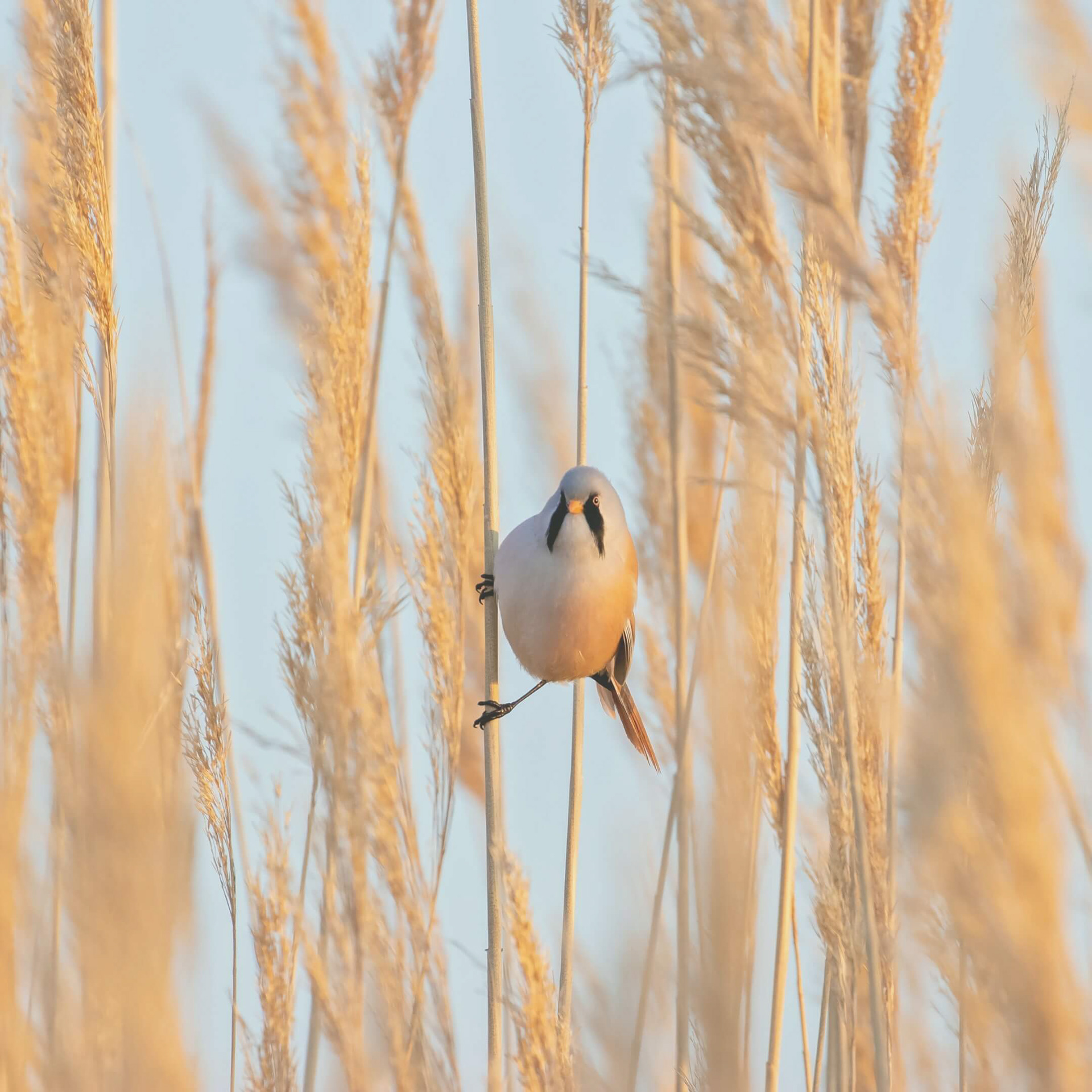 Photo of a bird perched in reeds