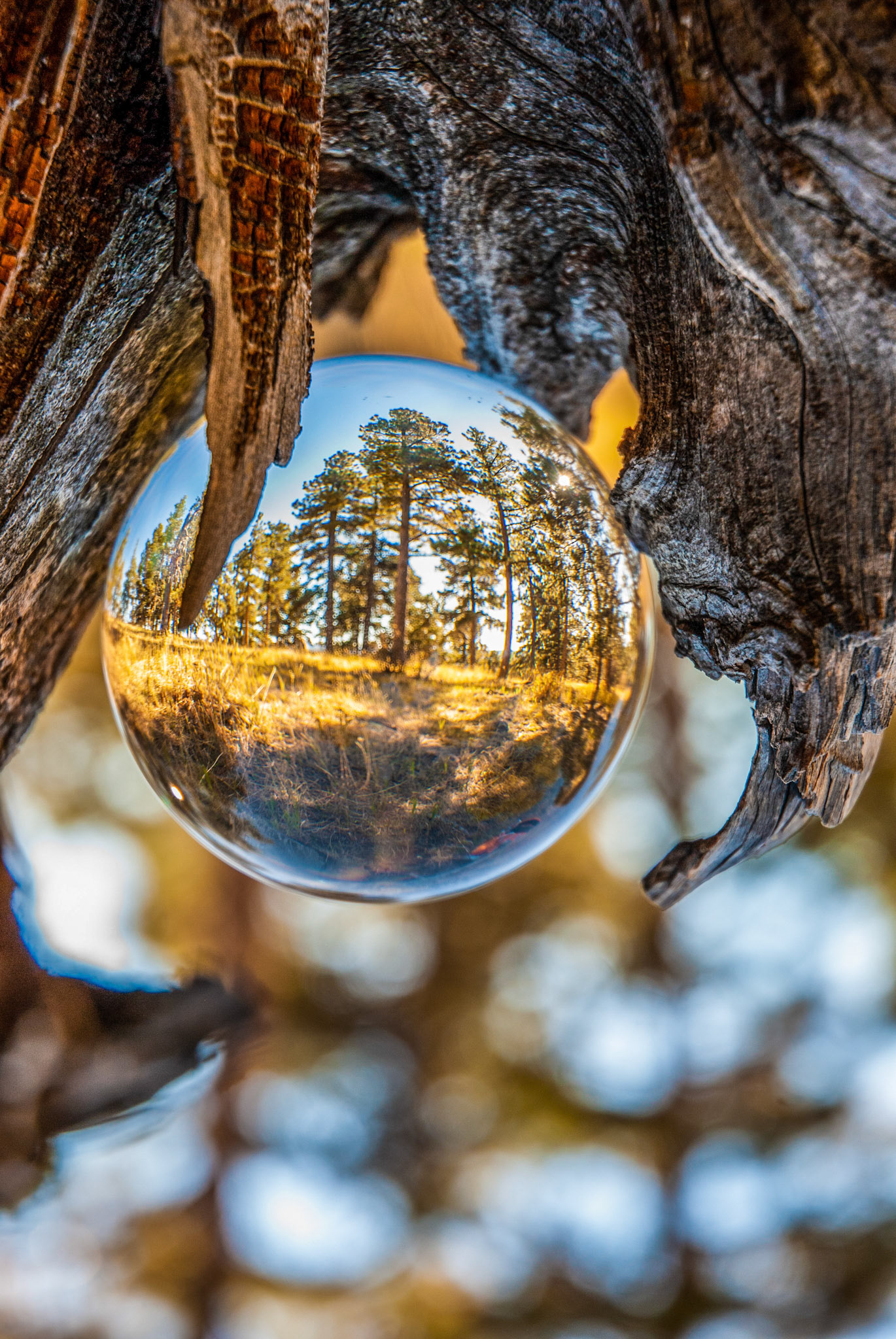 Trees at Genesee, CO
