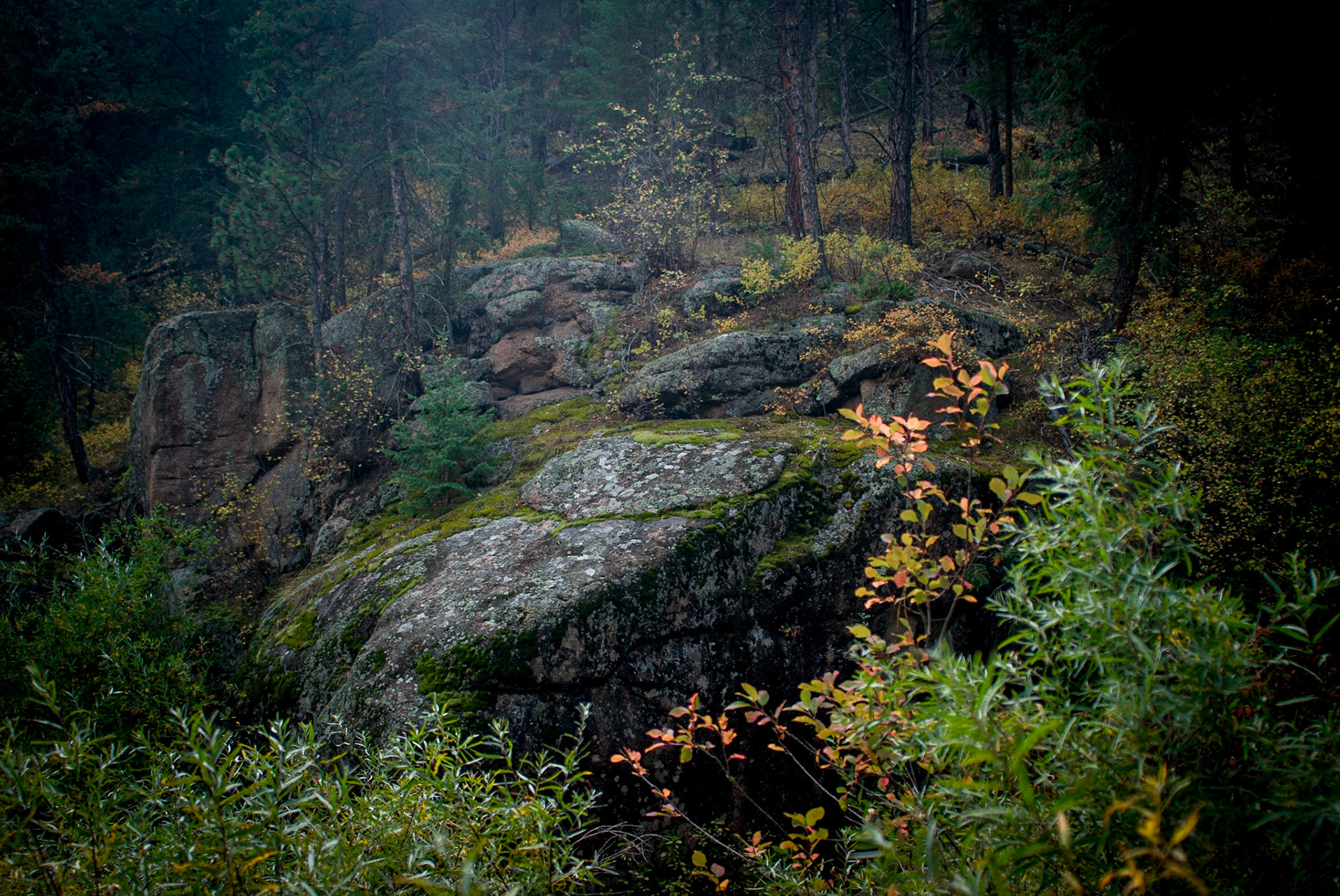 Foliage at Buffalo Creek Trail, CO