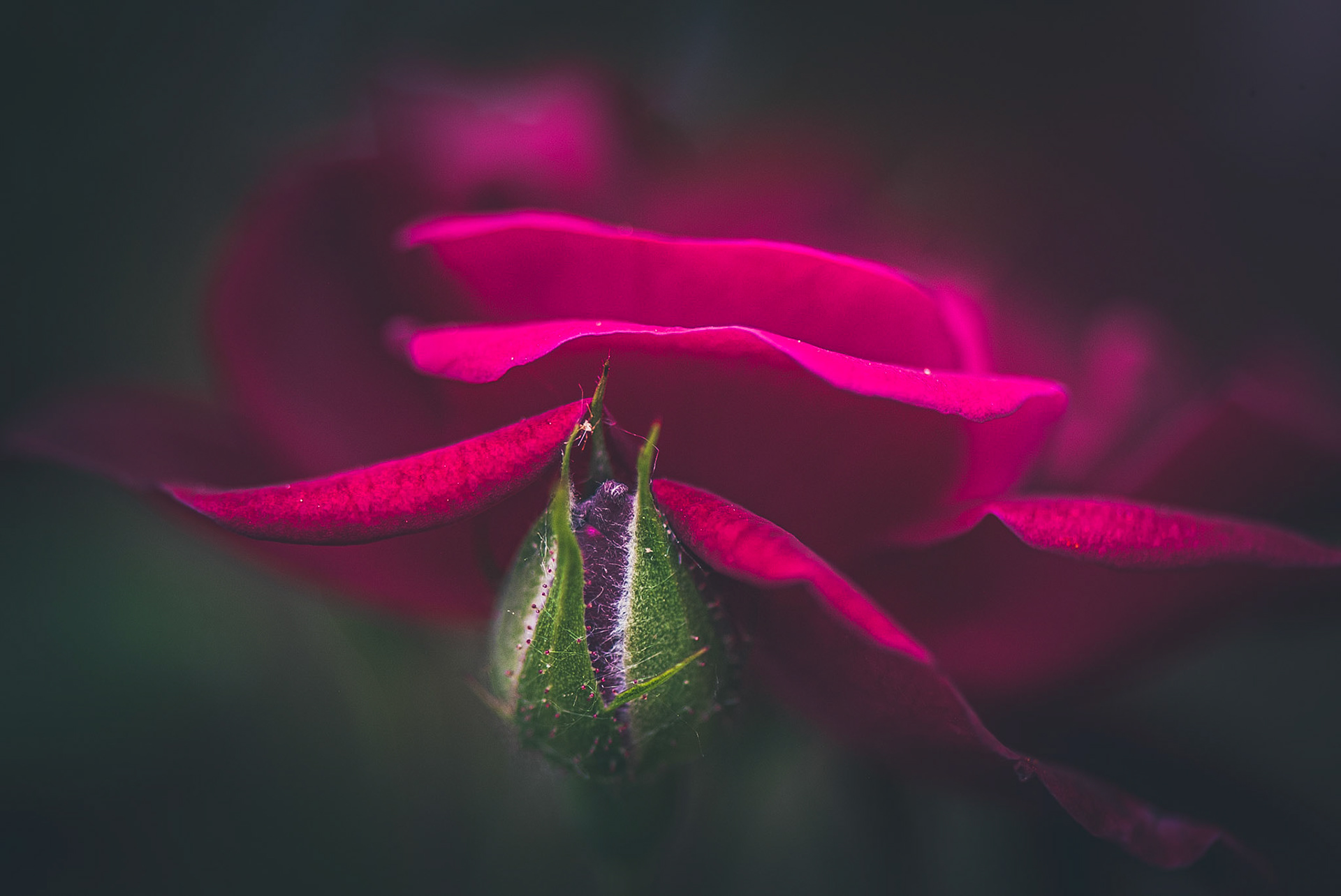 Emerging to Bloom