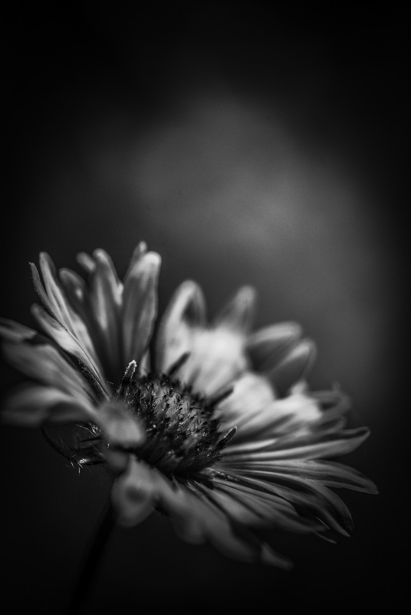 Dramatic Spotlight