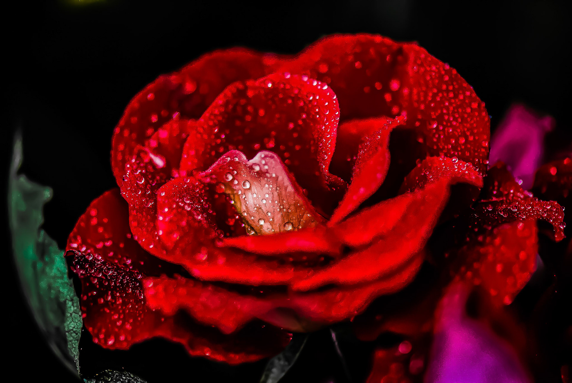 Blood Rose
