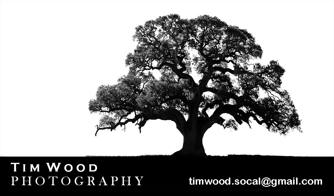Tim Wood
