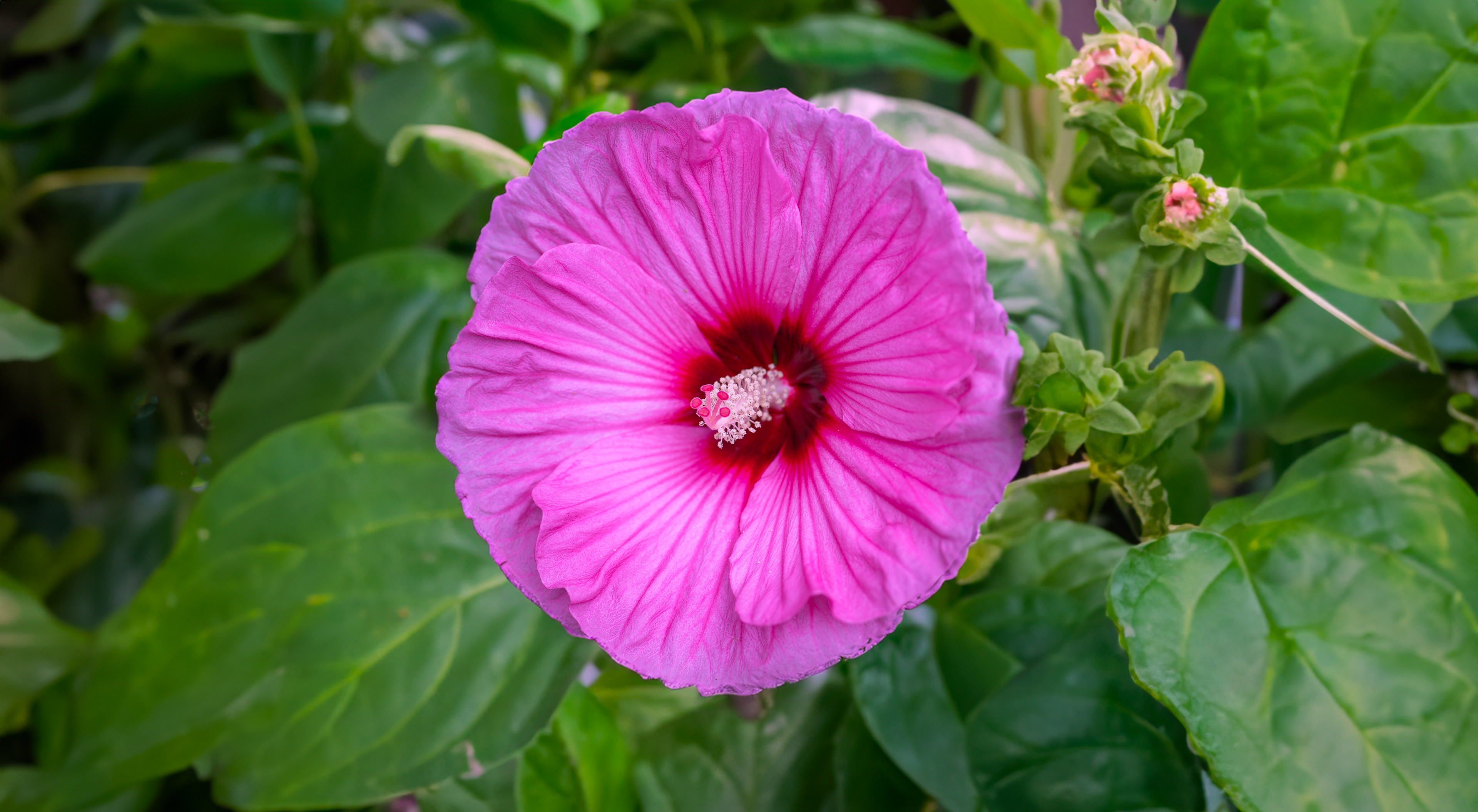 Candy Crush Hibiscus  - Pink