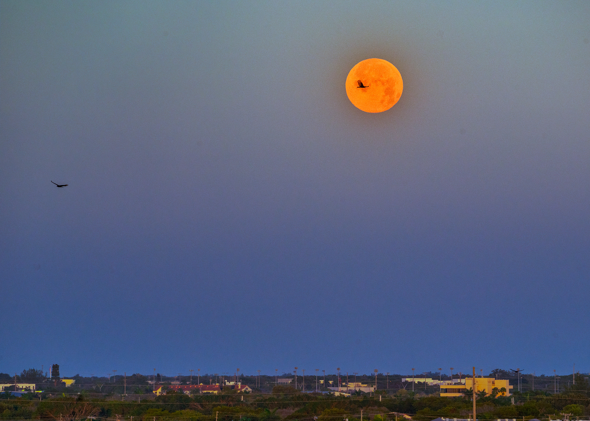 I captured this image of the super moon setting this morning when the skies were clear and the wind was gusting at over 25 mph. The birds just happen to come along to add to the festivities since they were captured in confusion between a sun rising in the east and a moonsetting in the west within a few minutes of each other. Interestingly when you capture a moon set the horizon is darker than the sky if the sun is just rising in the East. This is the 4th brightest, biggest and nearest to earth super-moon of 2020.