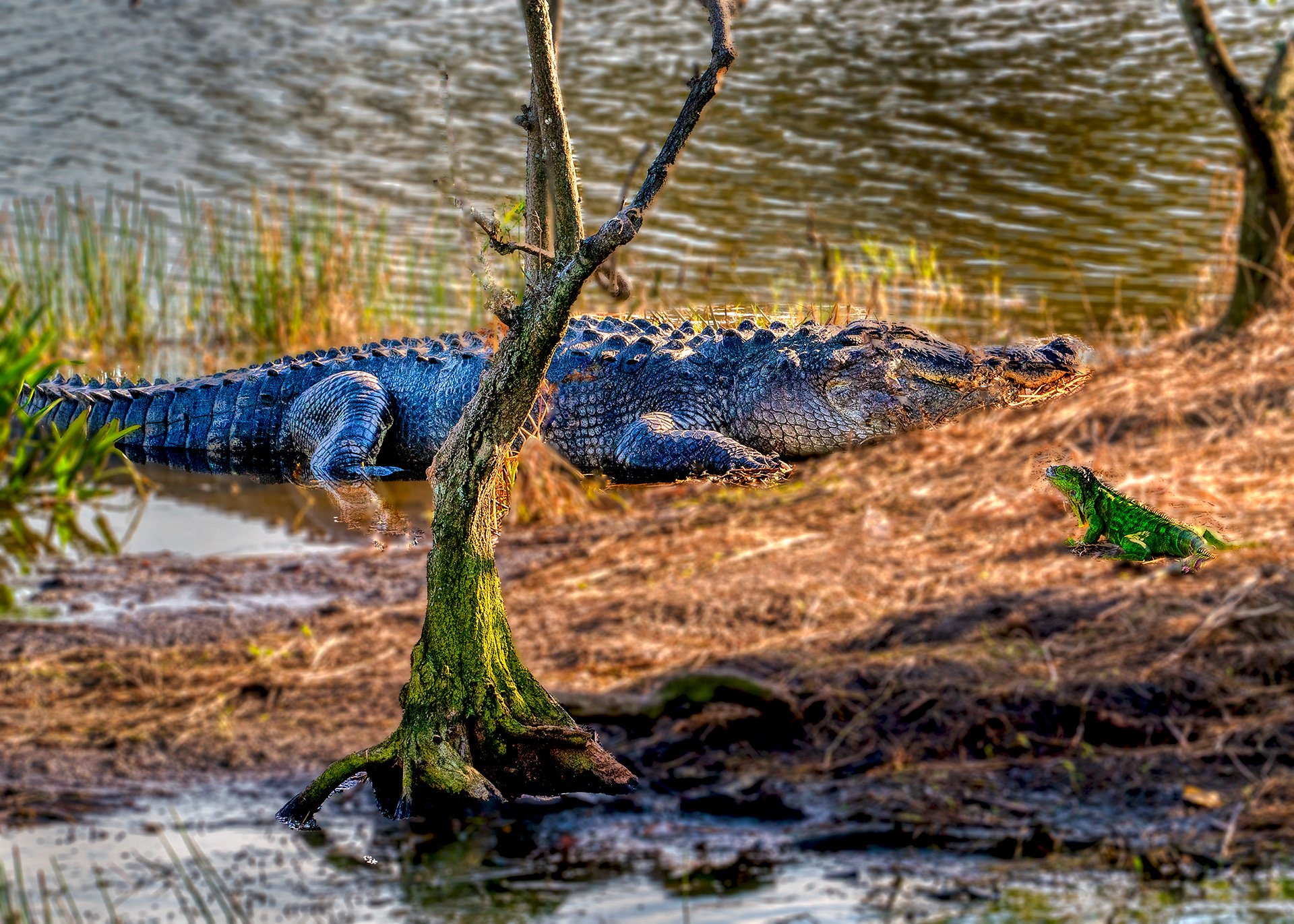 Wakodahatchee Wetlands, Delray, Florida.