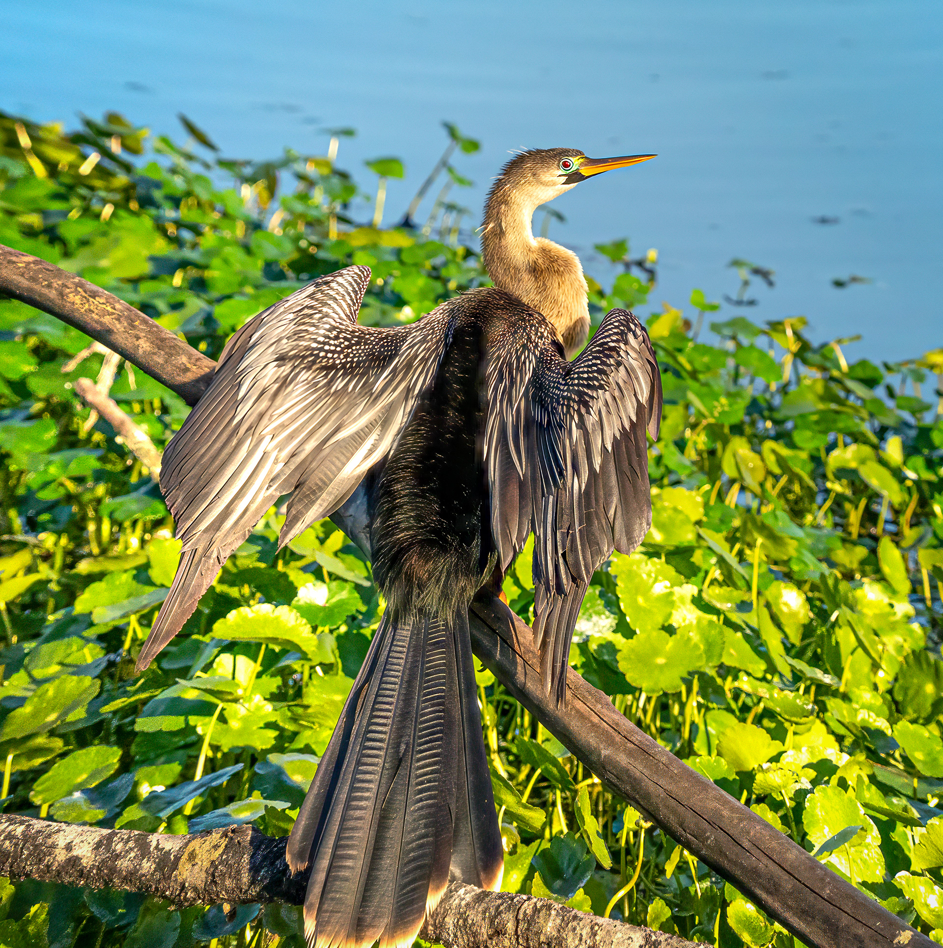 The bird in the image is an Anhinga (Anhinga anhinga), often referred to as a snakebird, darter, or water turkey. It is a large, fish-eating waterbird found in freshwater environments. 
