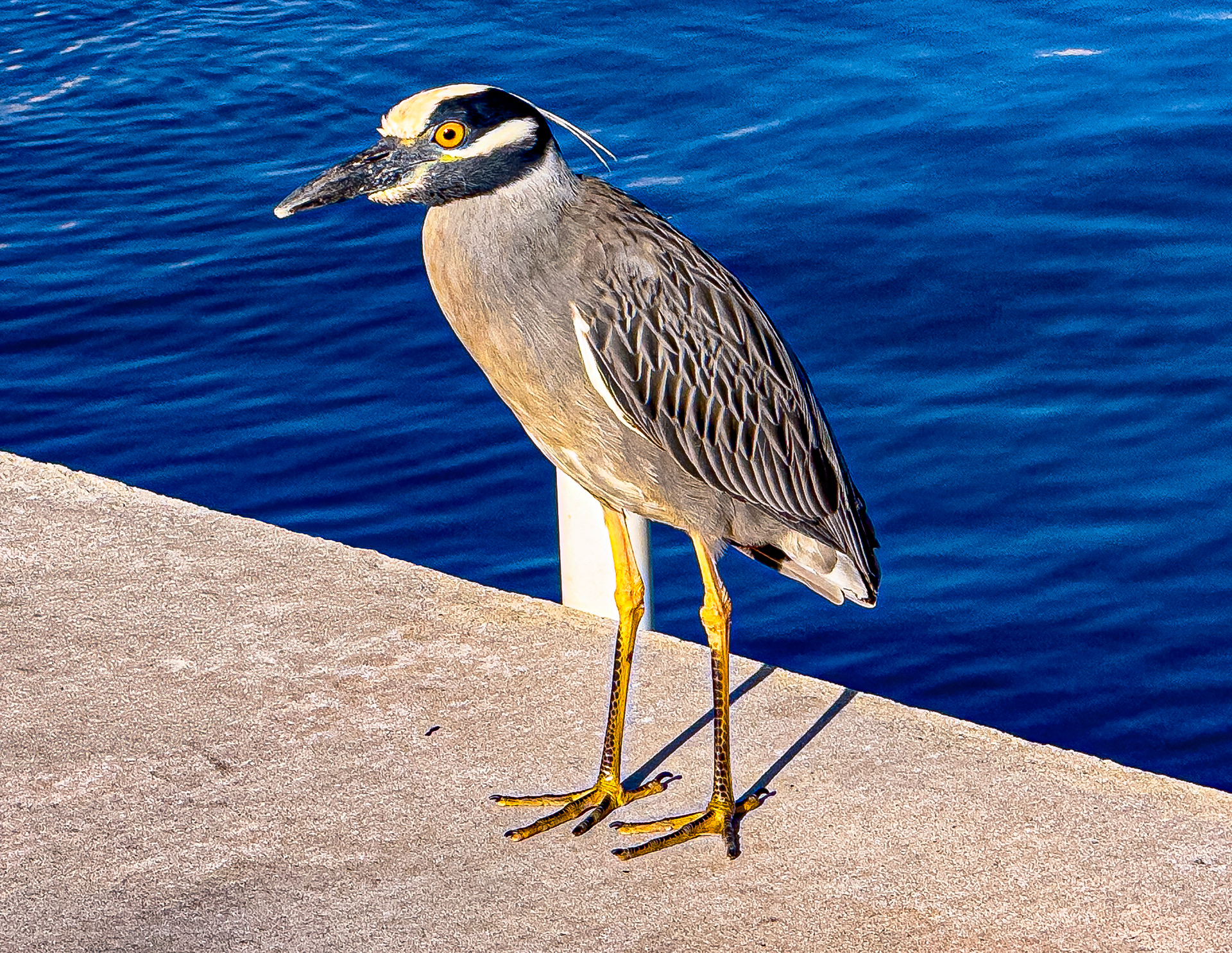 Yellow-crowned Night Heron