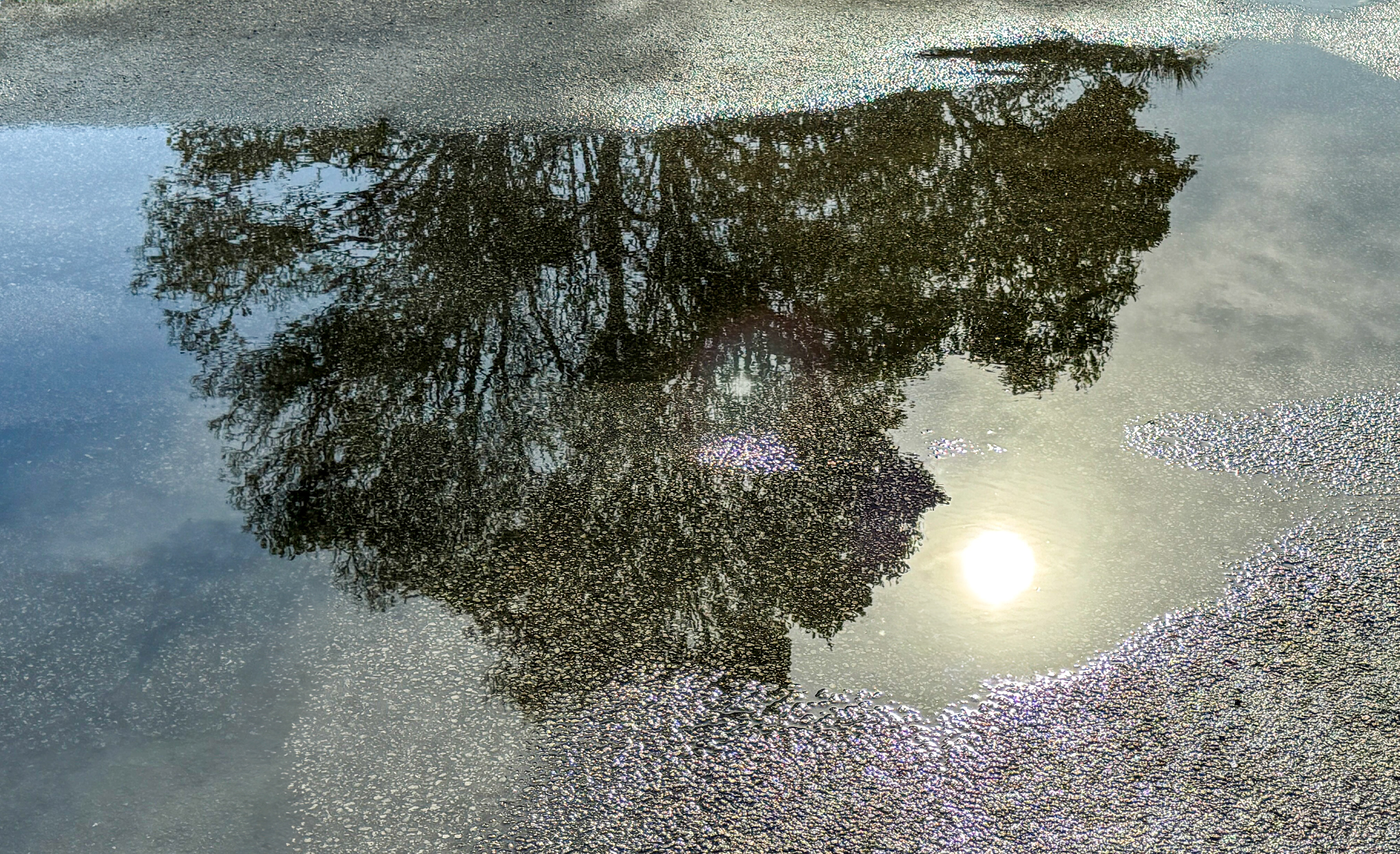 Reflection in the puddle of the sunrising over a tree.