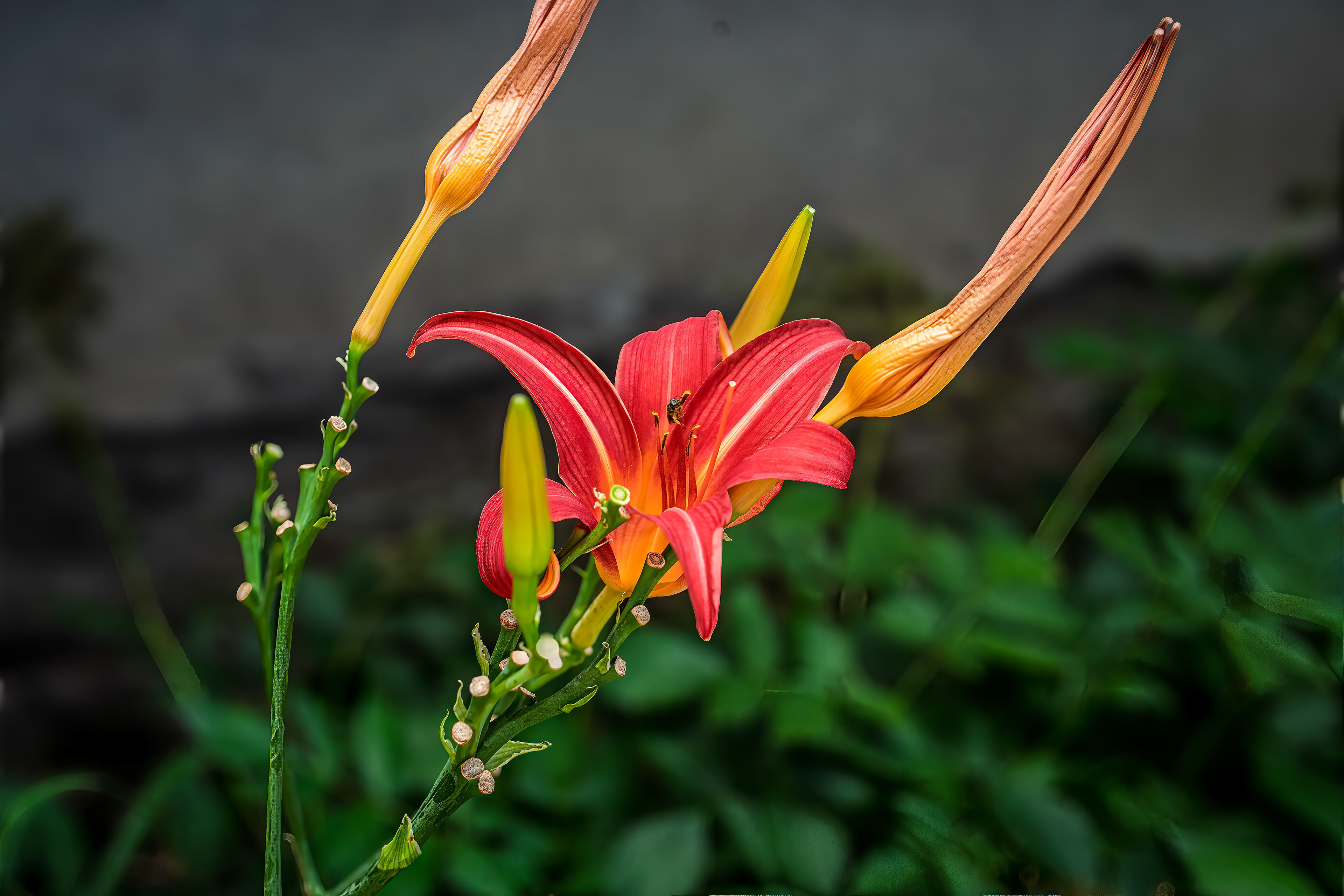 Hemerocallis fulva (Tiger Daylily). Orange Daylilly. Perennial.
