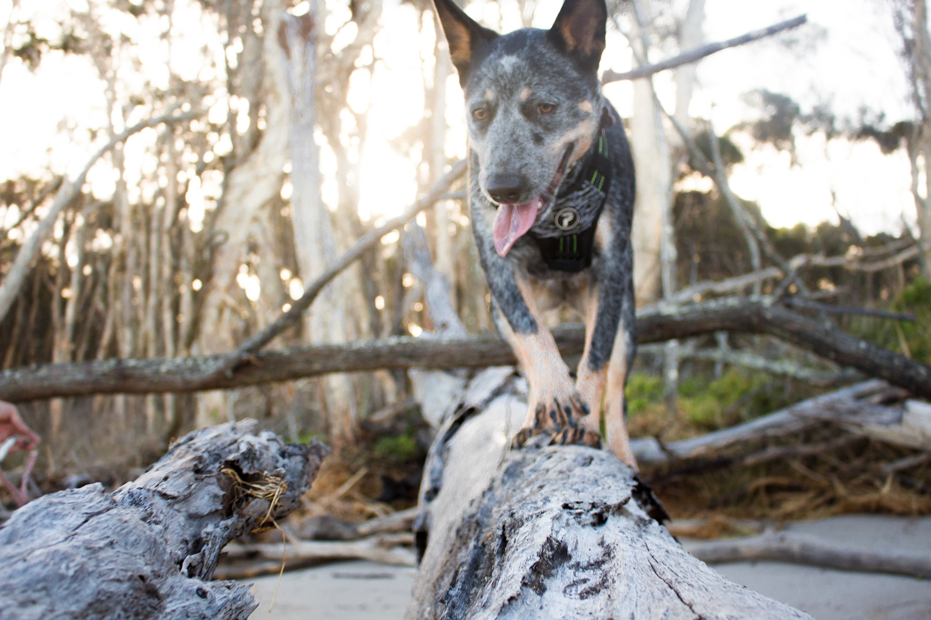 Luna will Climb