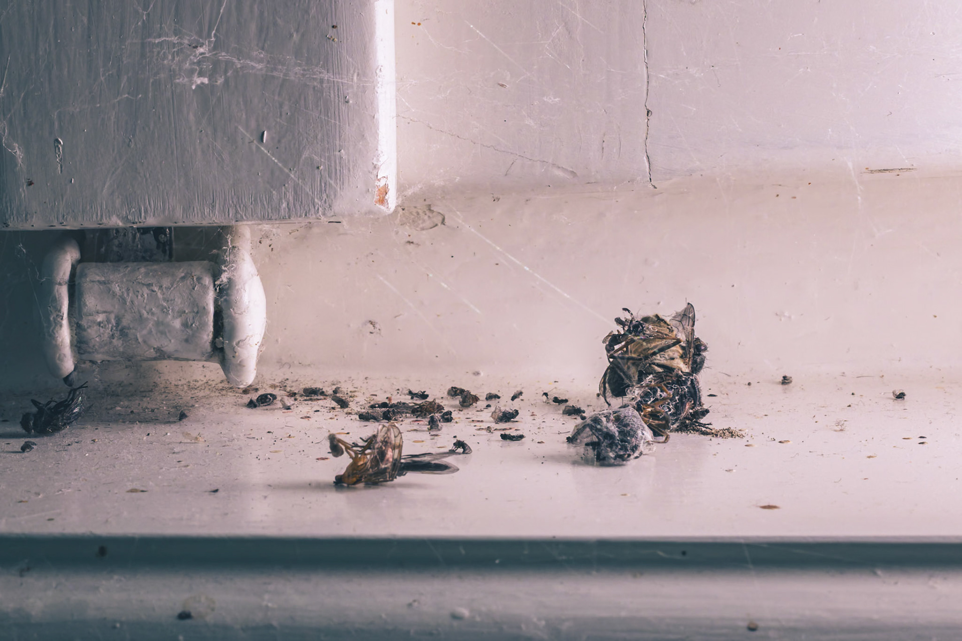 graveyard of the flies