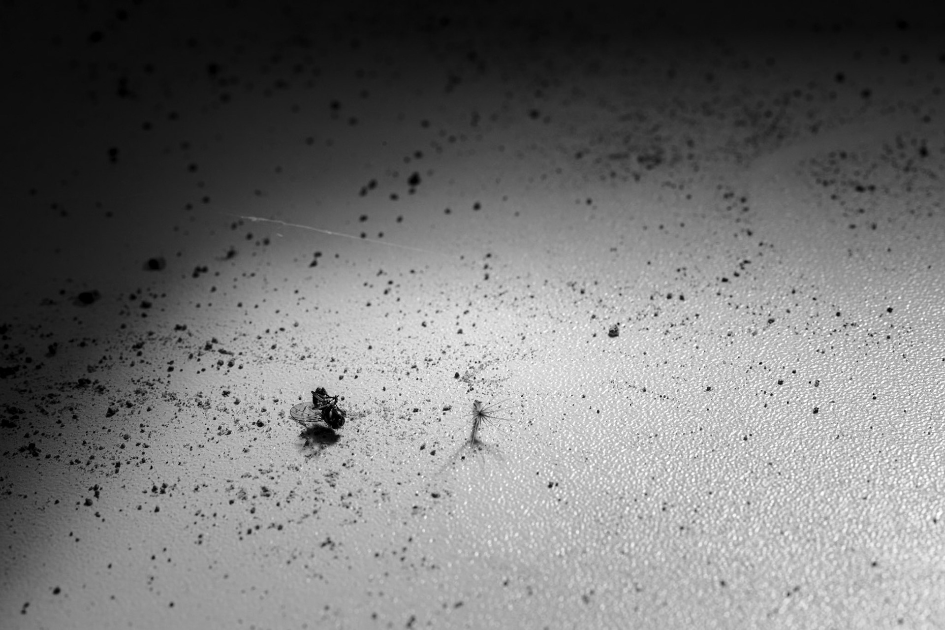 the last seed