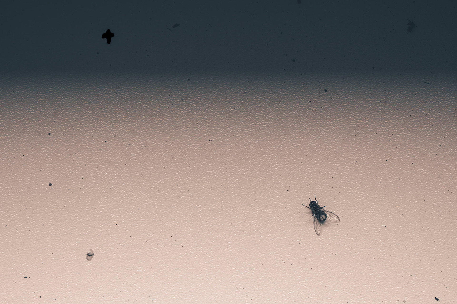 evil flies