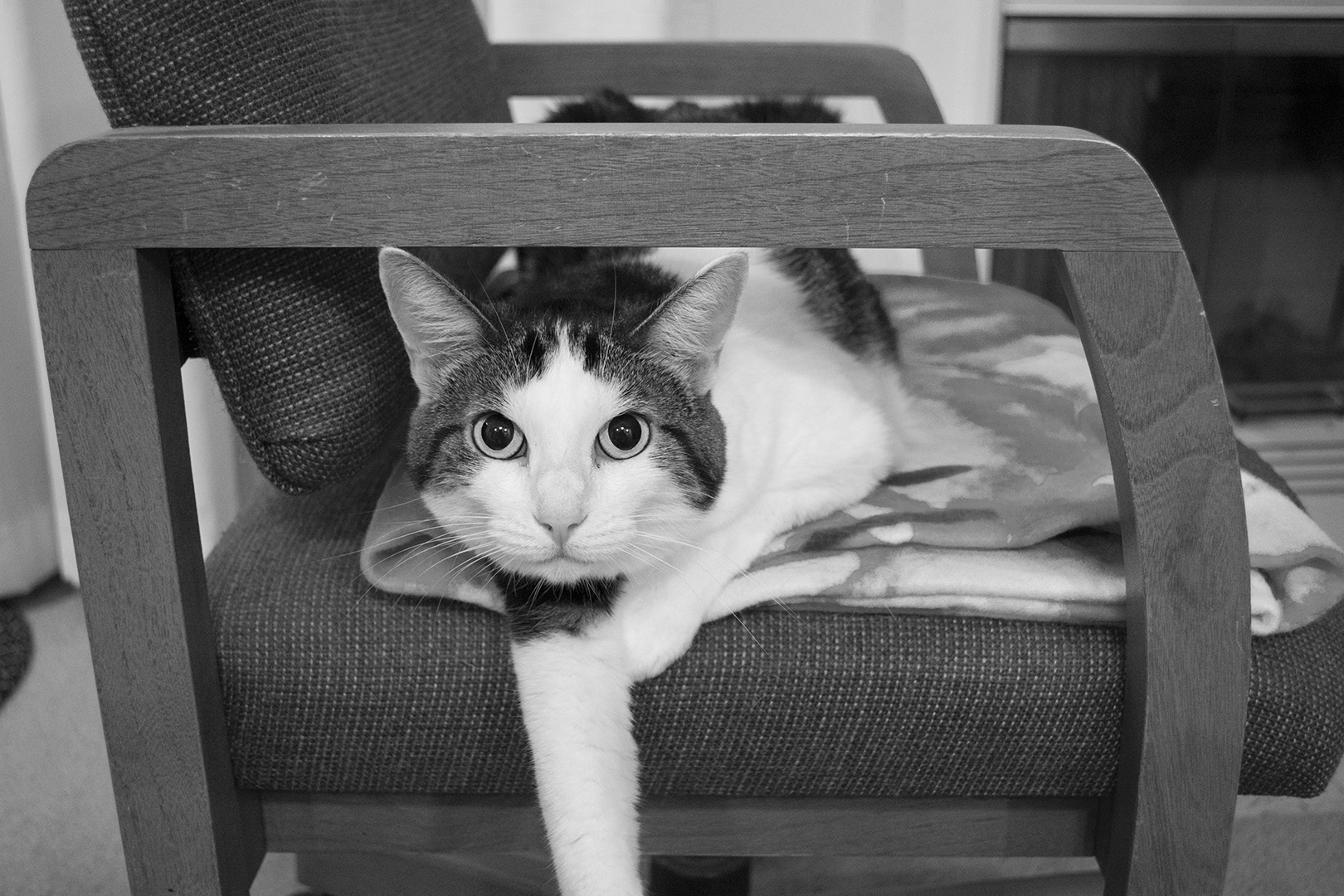 My cat Victoria © 2013