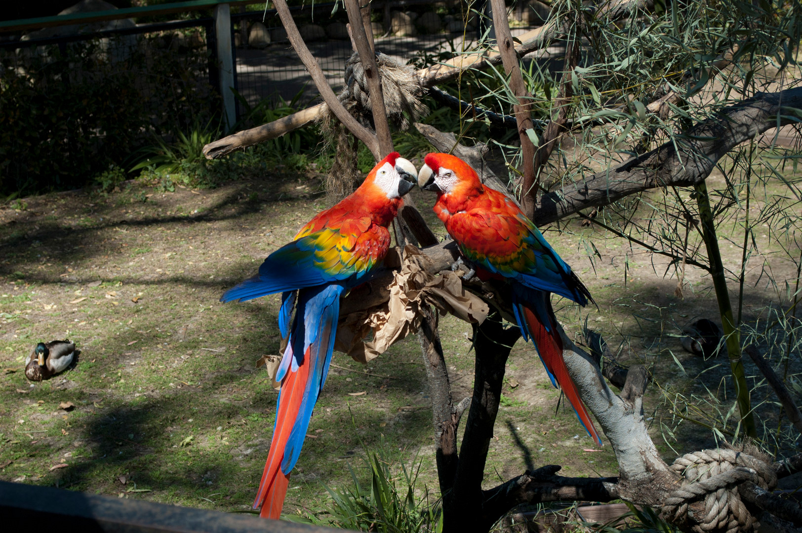 Parrots at Santa Barbara Zoo © 2013