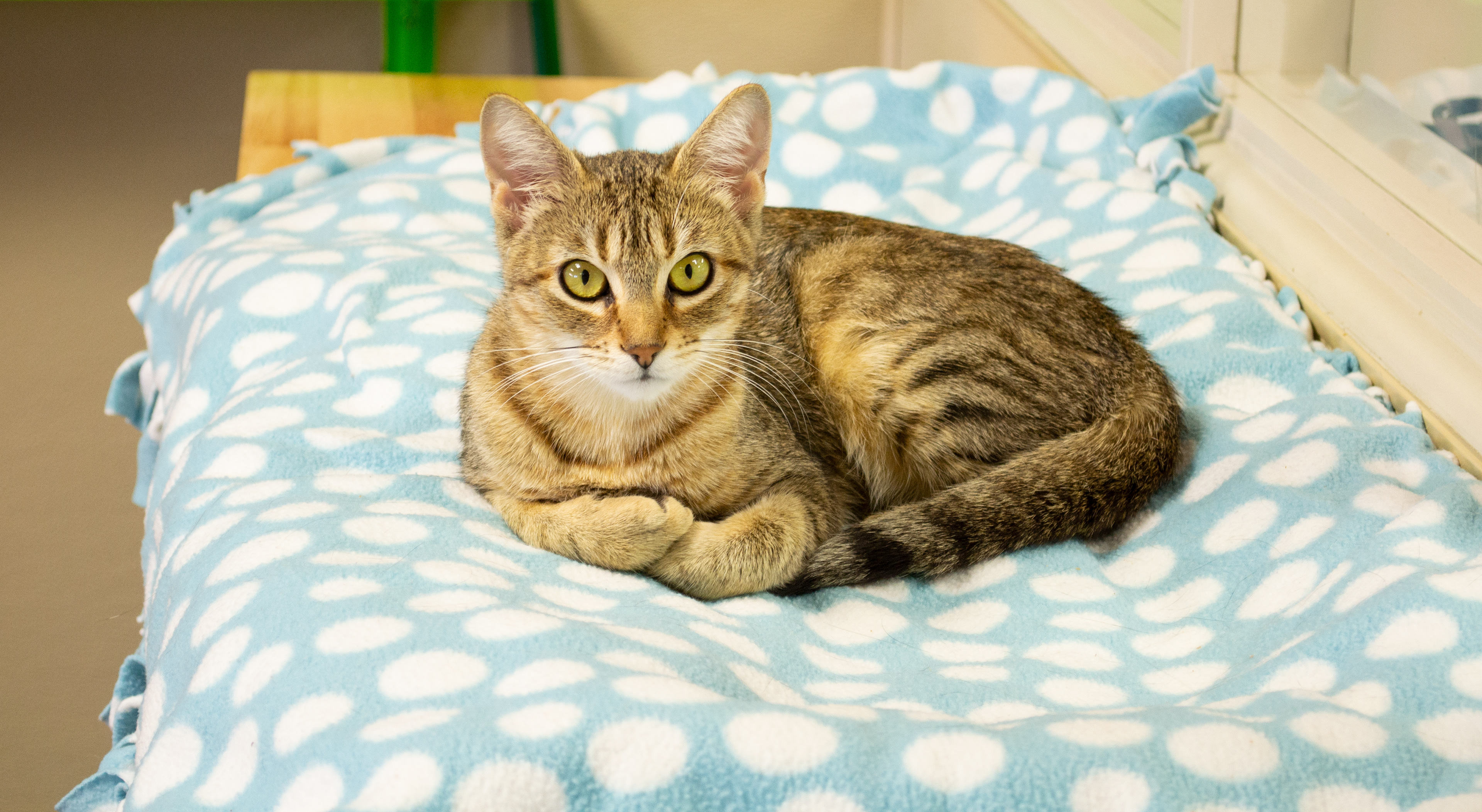 Santa Maria Valley Humane Society © 2018