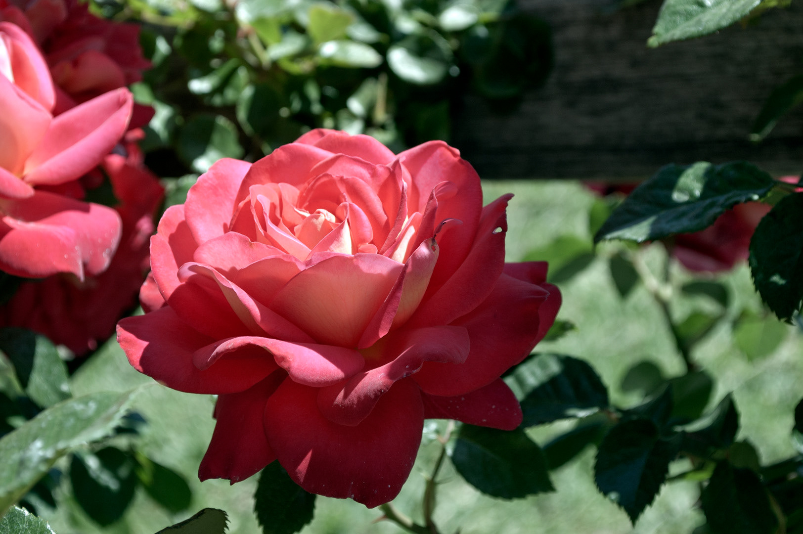 Roses at Old Mission Santa Inés © 2013