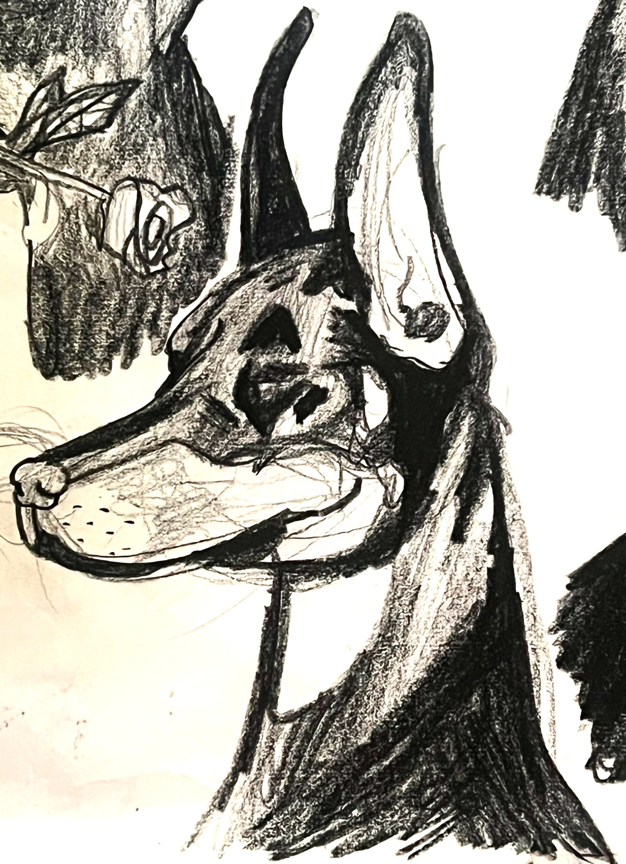 Doberman Studies in China Pencil - 2024