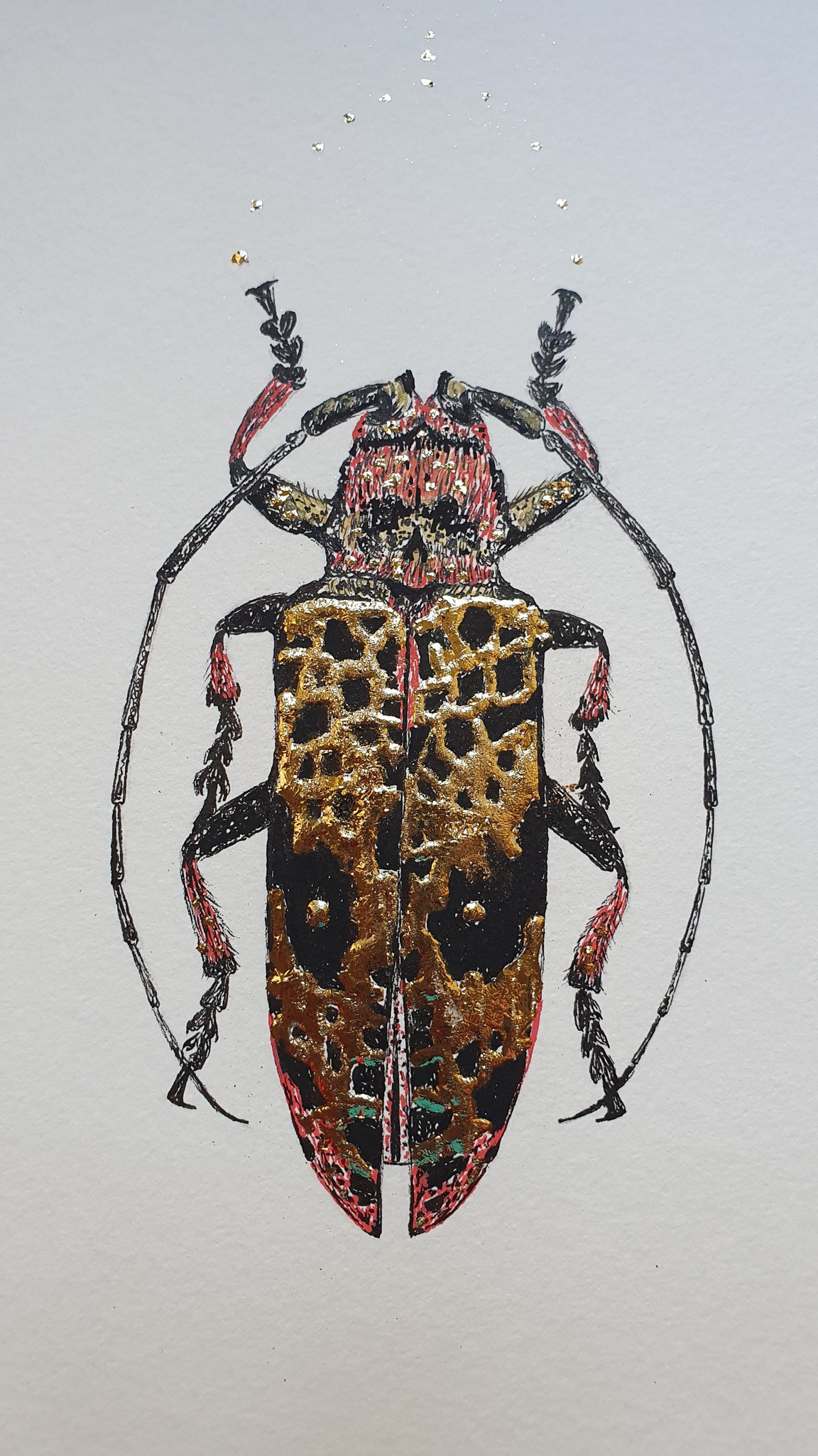 "Prosopocera cylindrica"
