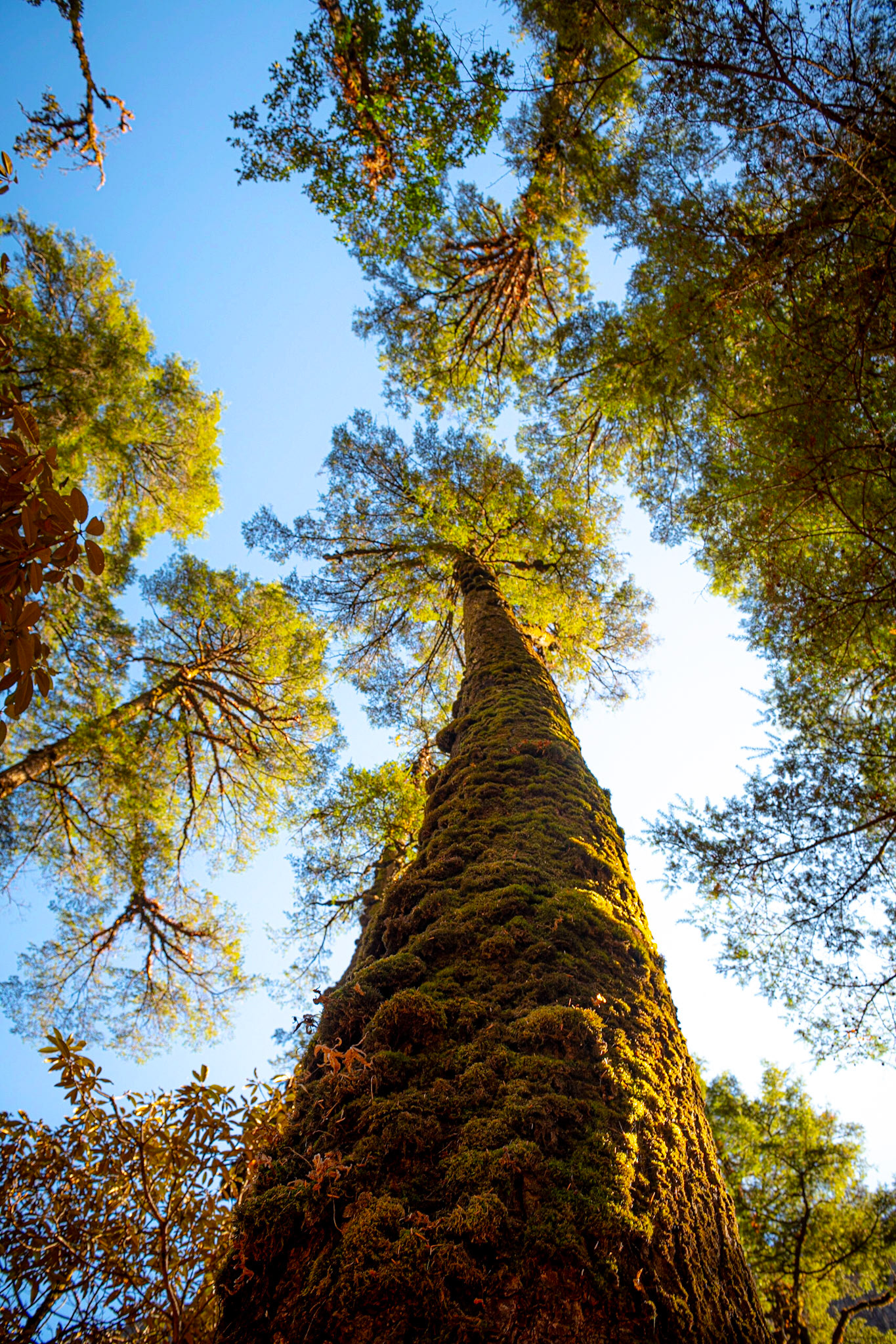 Towering trees - Langtang Trek in the Himalayas, Nepal